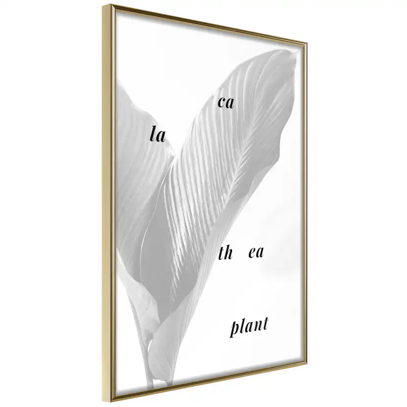 Poster Artgeist Affisch Calathea Plant