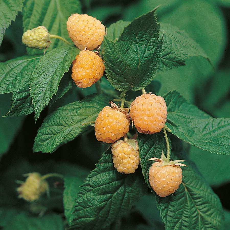 Buske Gult Hösthallon Omnia Garden Allgold 40-60 cm