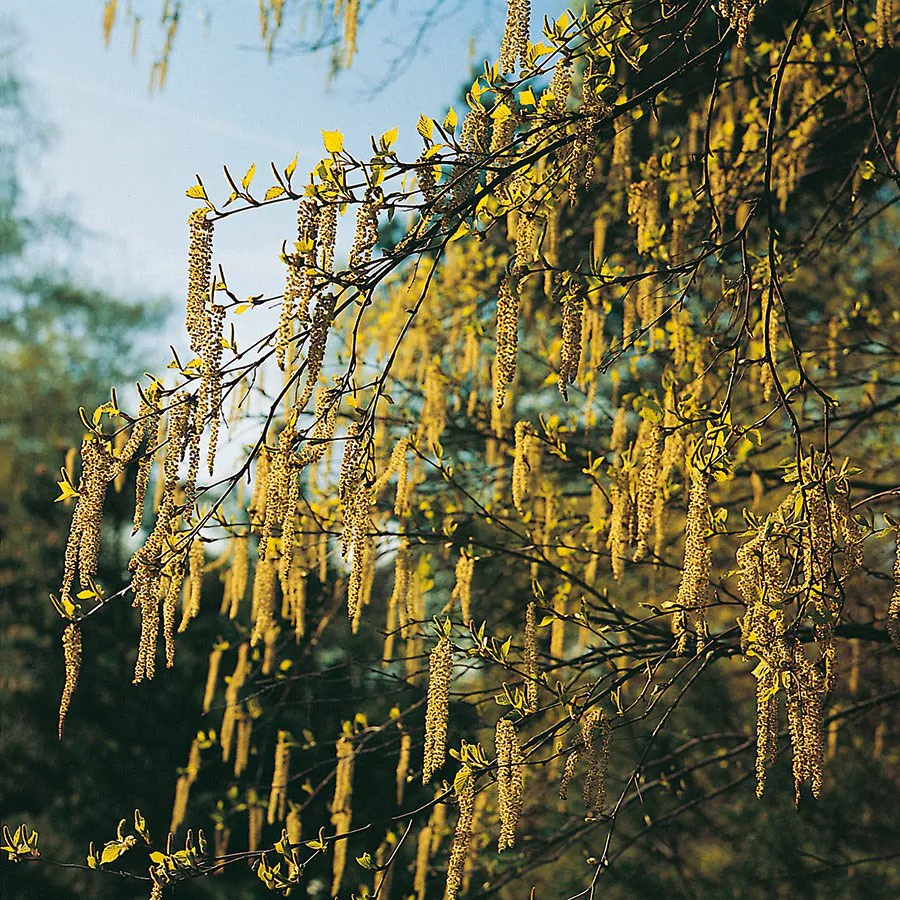 Buske Hassel Omnia Garden 150-200cm