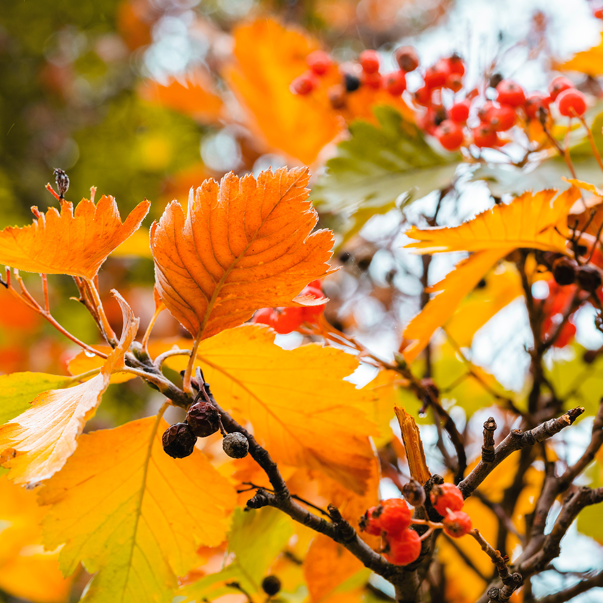 Prydnadsträd Omnia Garden Oxel