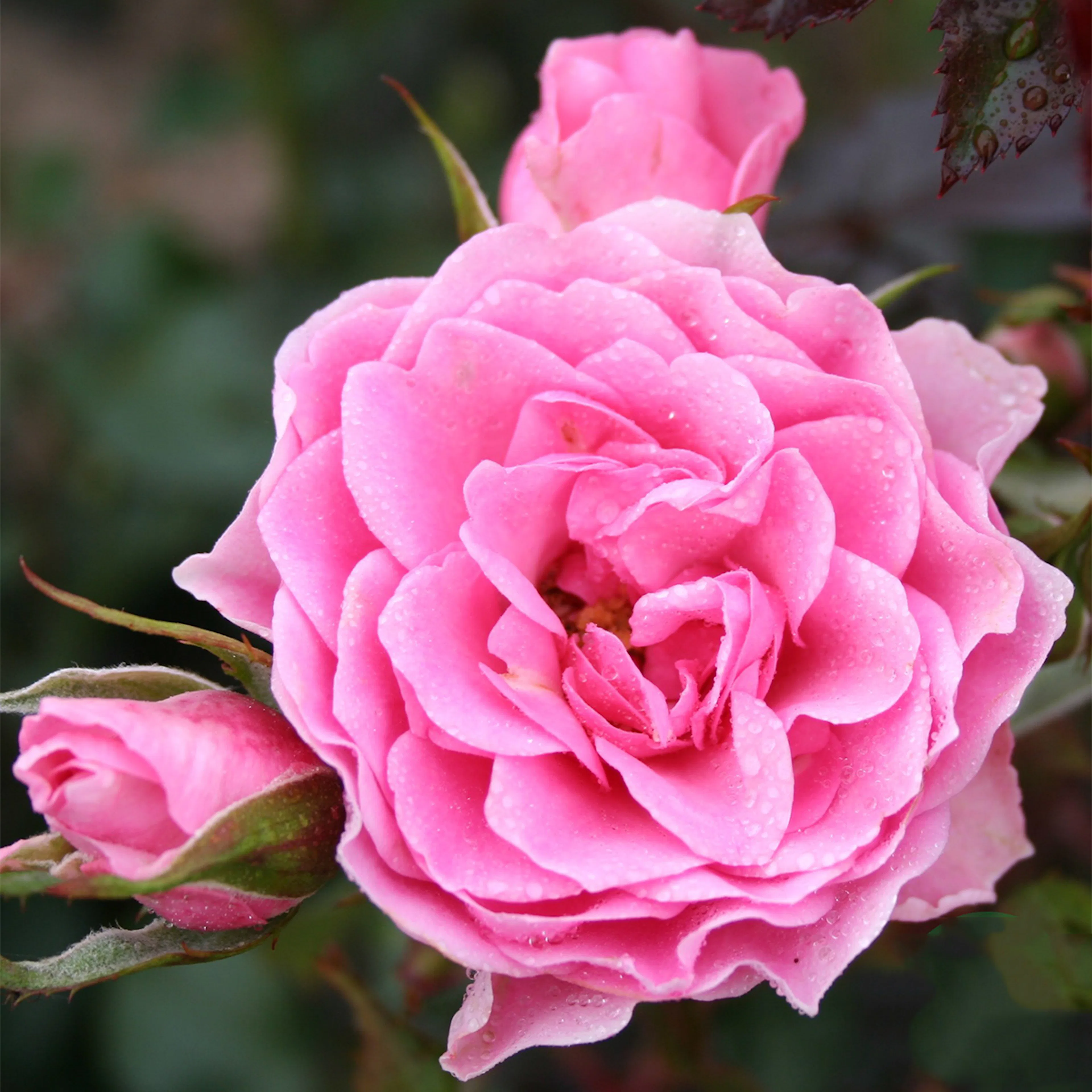 Rosa "I am grateful", 1-pack 1-pack