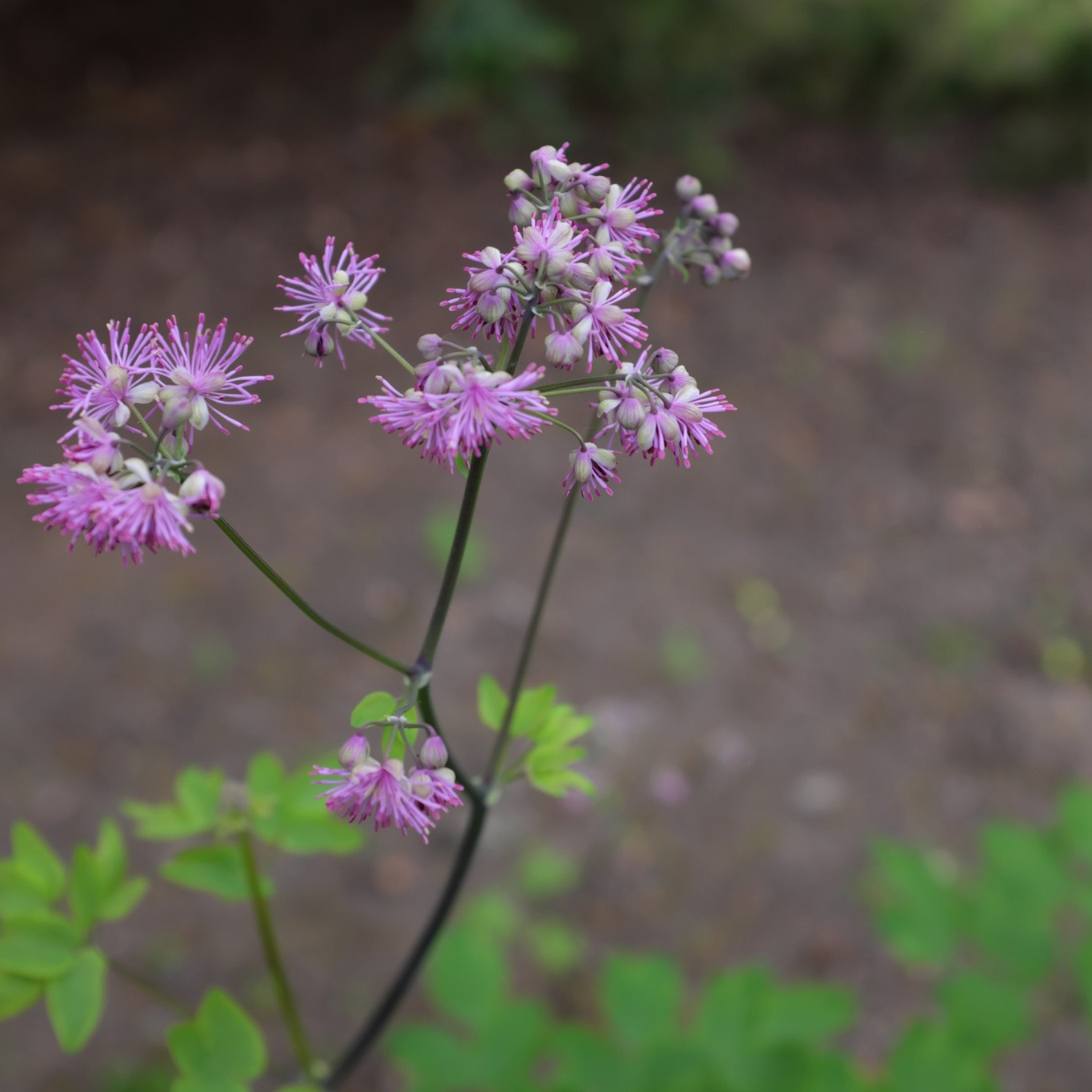 Perenn Omnia Garden Trädgårdsruta Black Stockings