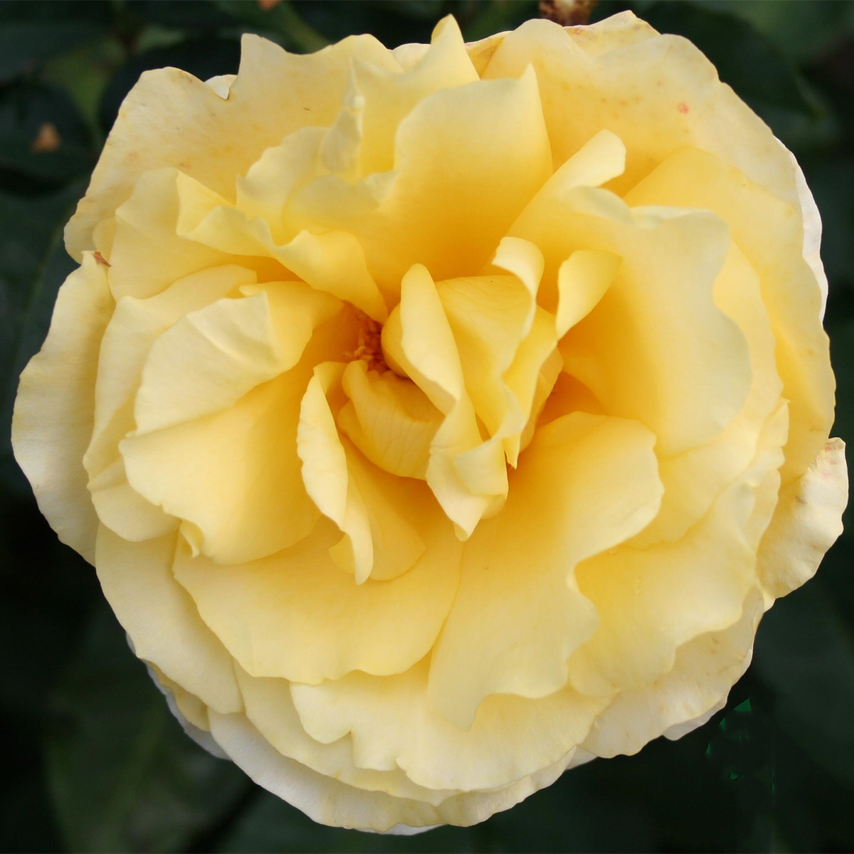 Storblommig Rabattros Omnia Garden Tivoli 150