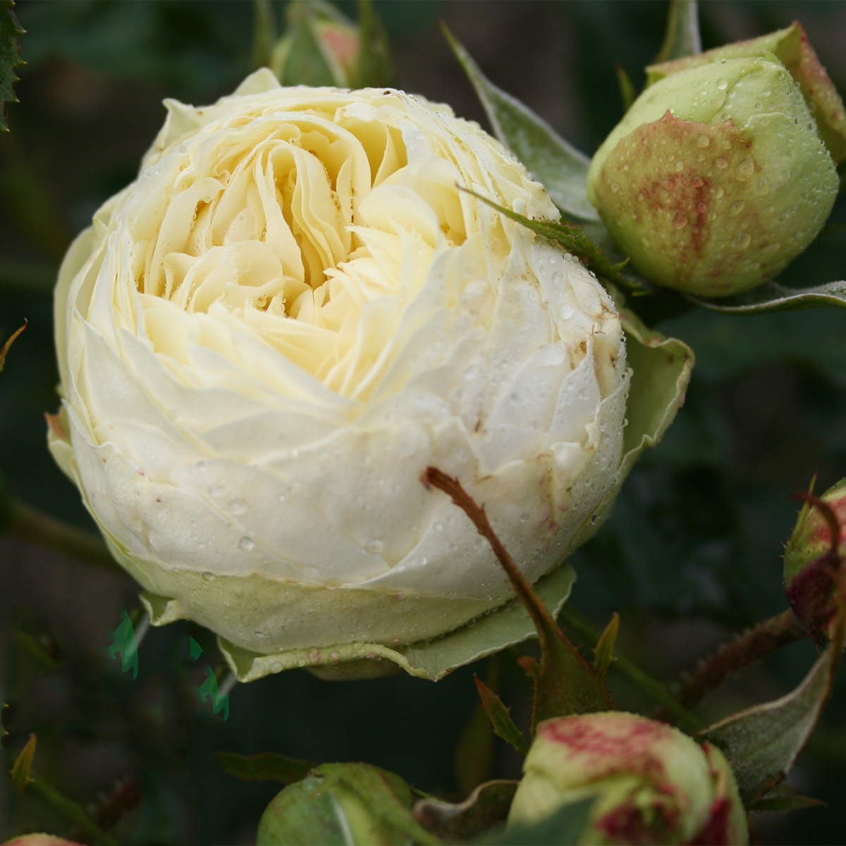 Flerblommig Rabattros Omnia Garden Wedding Piano