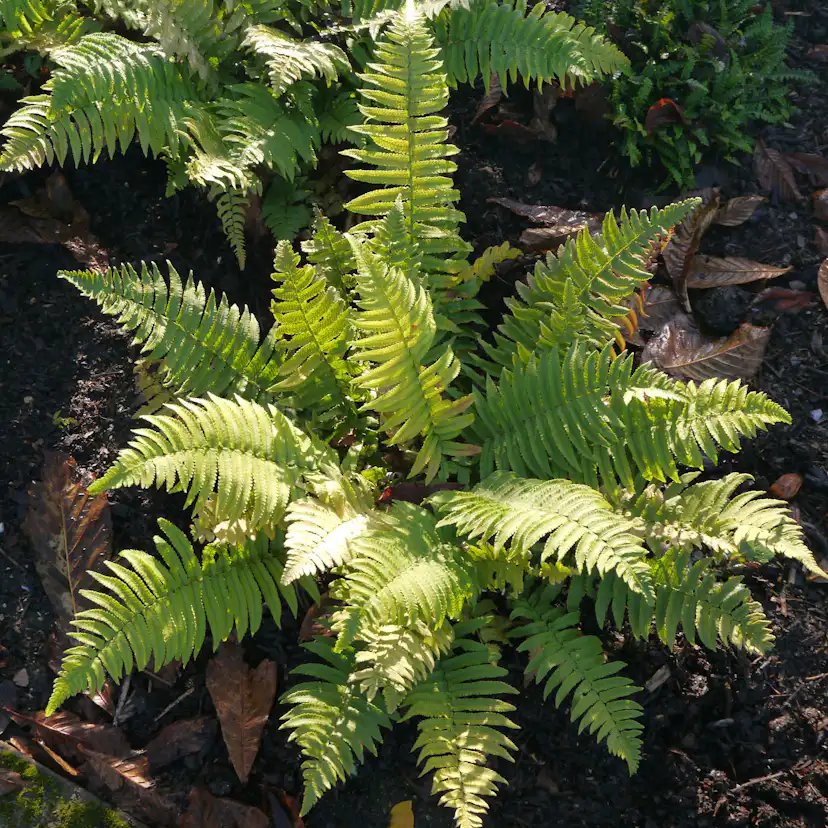 Perenn Omnia Garden Lurvbräken Dryopteris Cycadina 2L