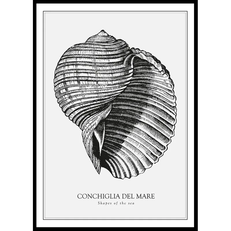 Conchiglia Del Mare 70x100 70x100 cm