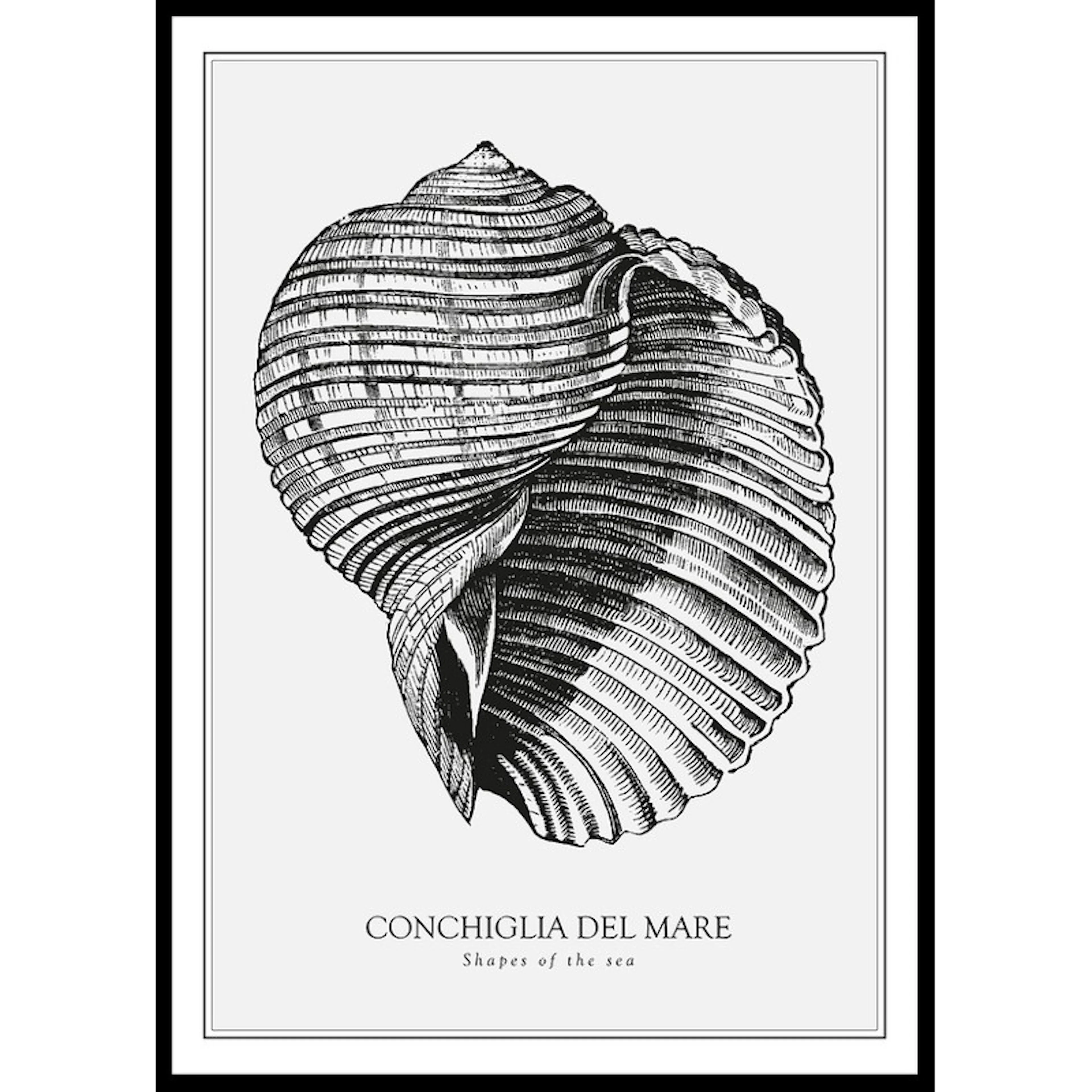 Conchiglia Del Mare 70x100 70x100 cm