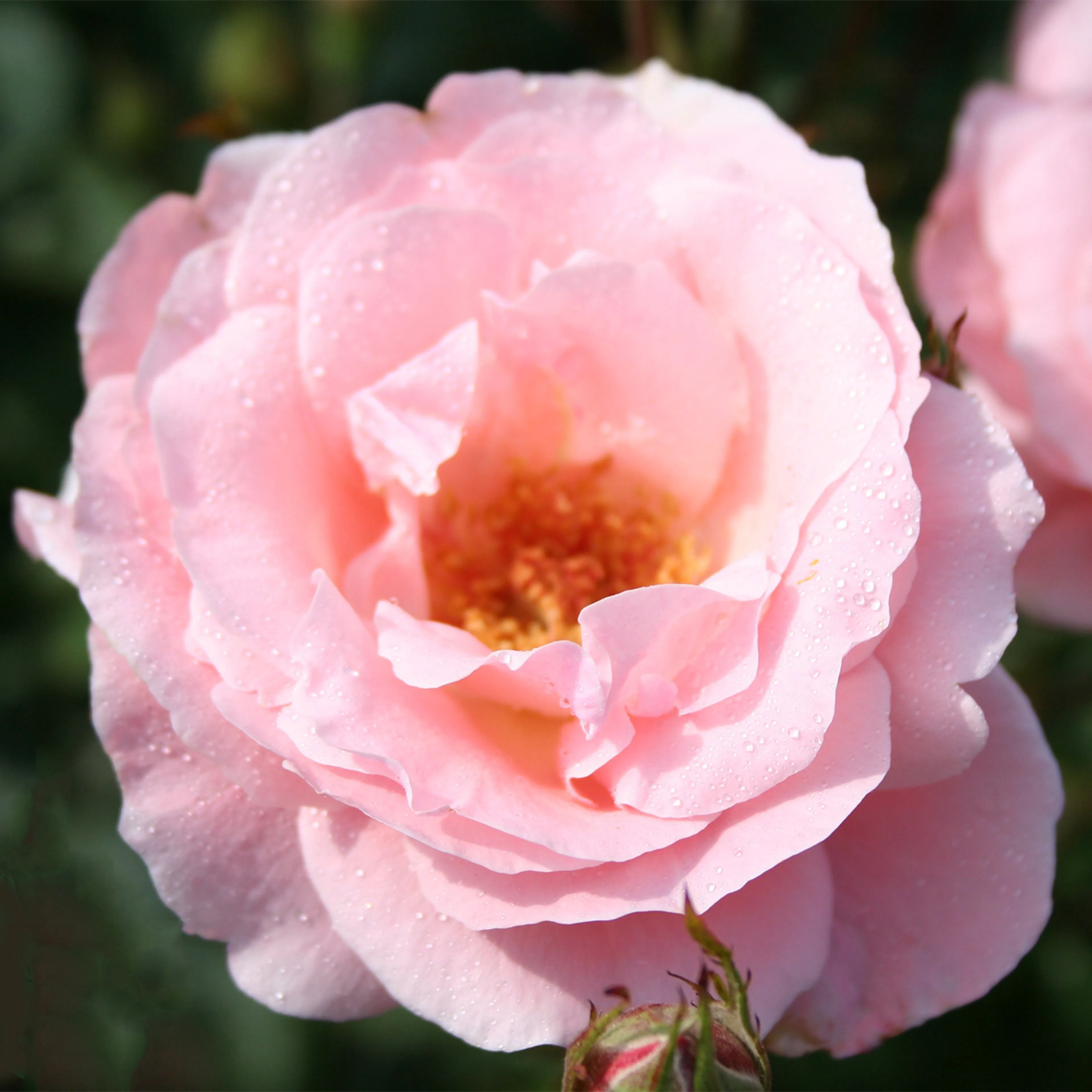 Rosa "Queen Elisabeth", 1-pack 1-pack