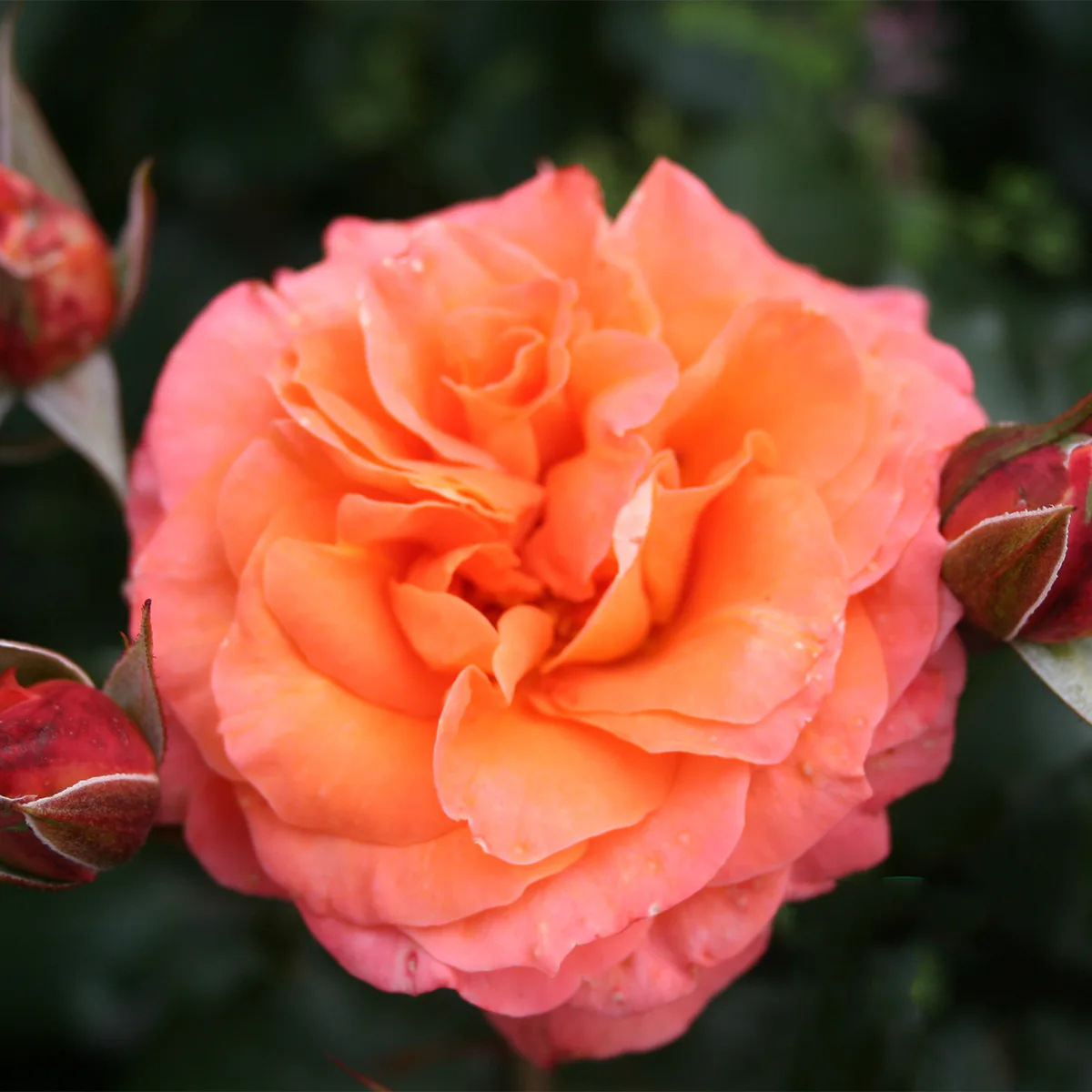 Storblommig Rabattros Omnia Garden Gavnö
