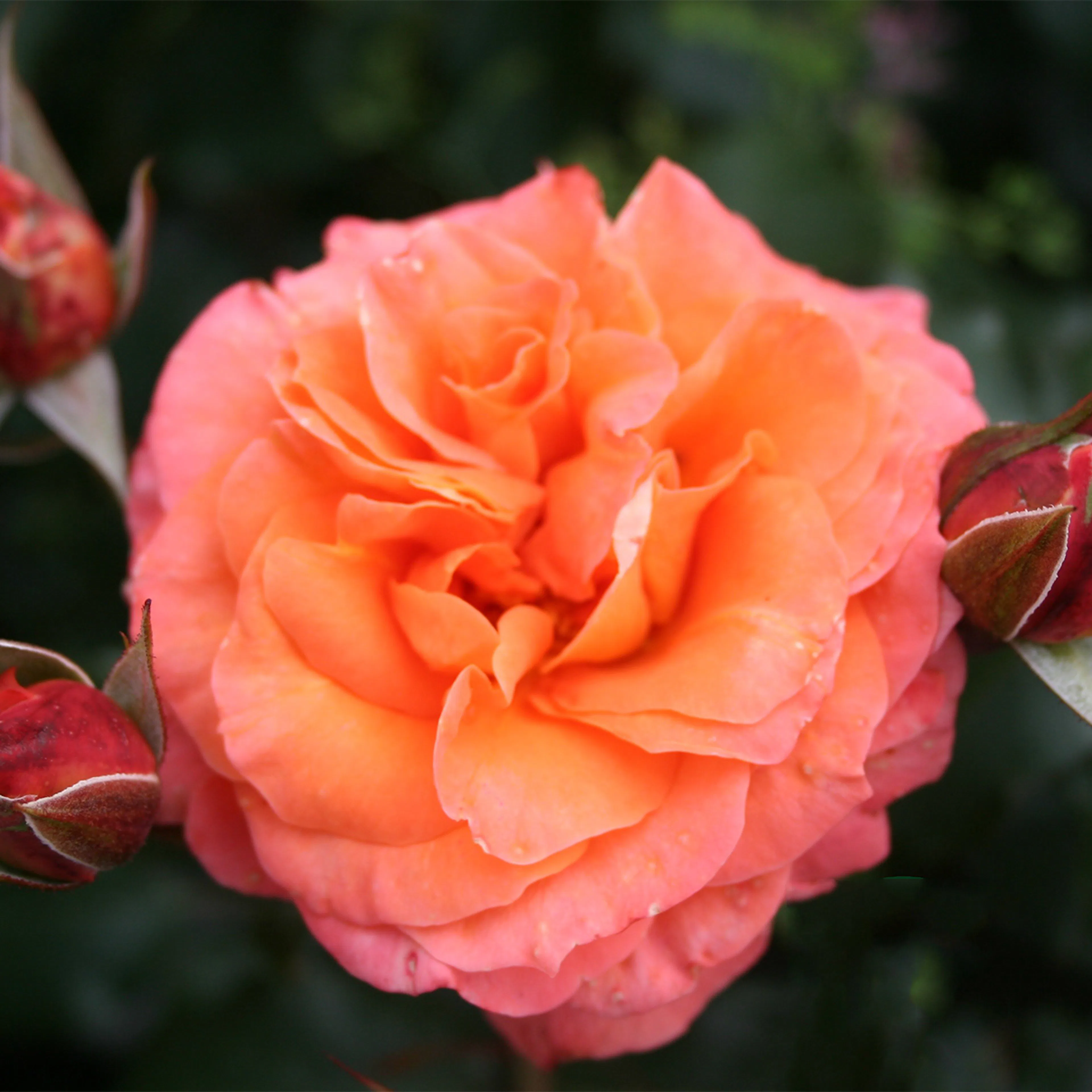 Rosa "Gavnö", 1-pack 1-pack