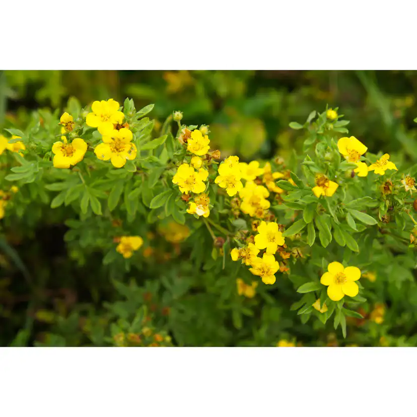 Planta Ölandstok Omnia Garden 30-50cm Krukodlade