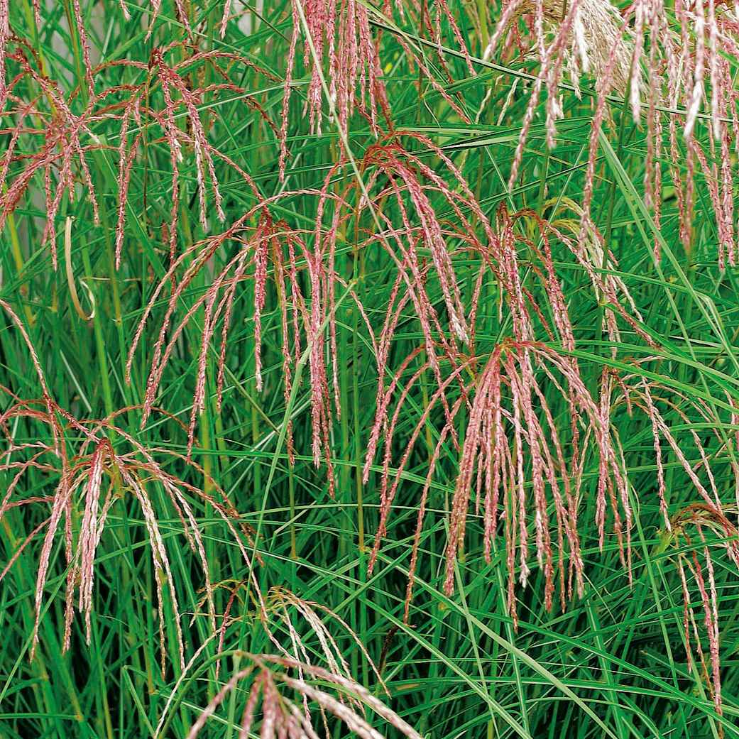 Planta Omnia Garden Glansmiskantus Flamingo