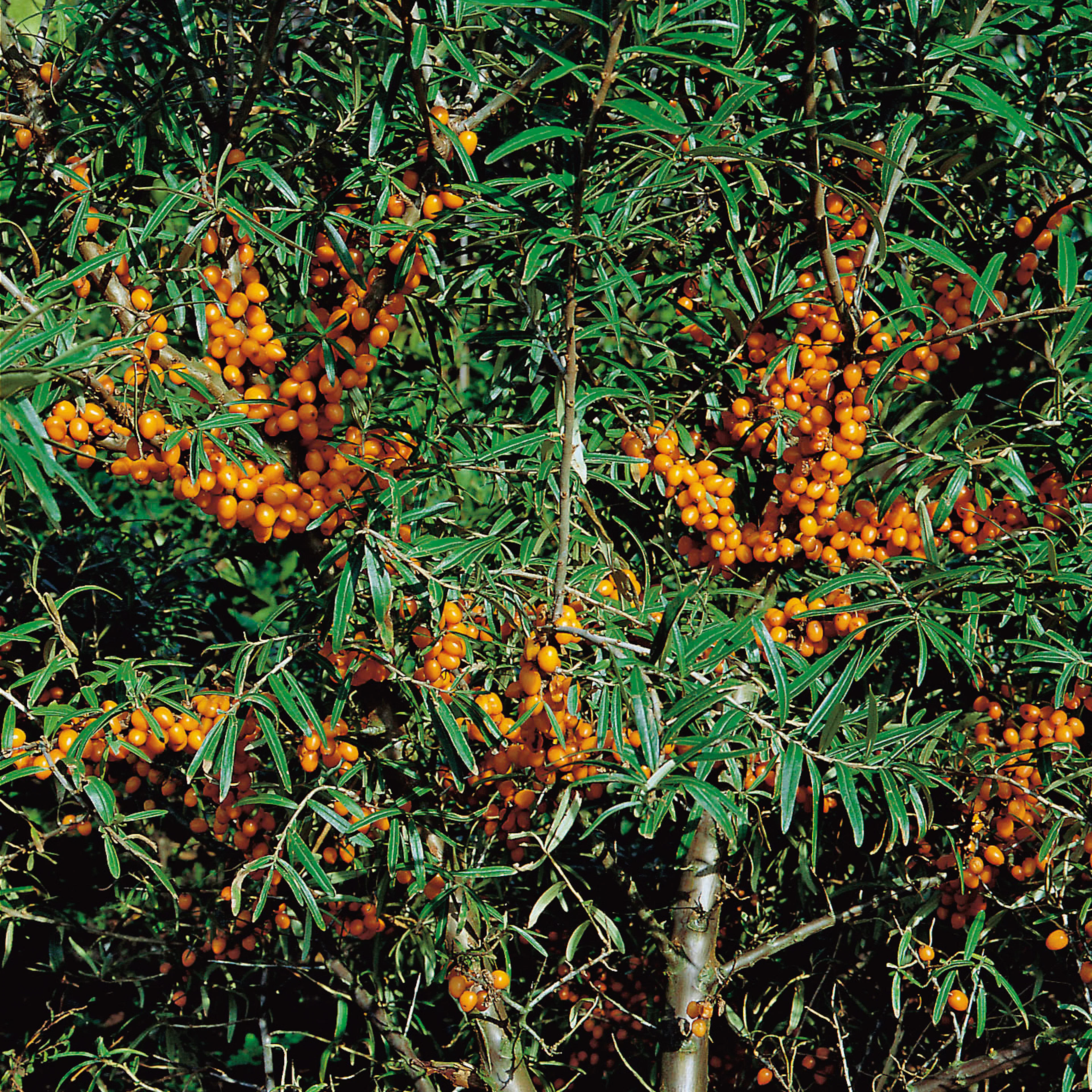 Buske Havtorn Omnia Garden Trädgårdens vitaminförråd