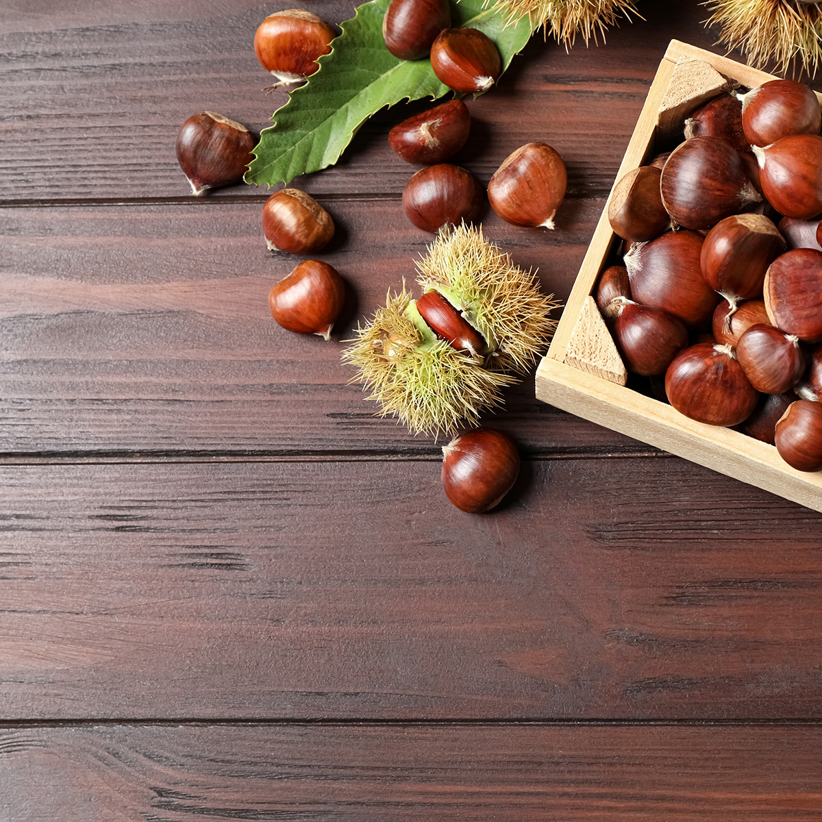 Äkta Kastanj Omnia Garden Castanea Sativa Högstam