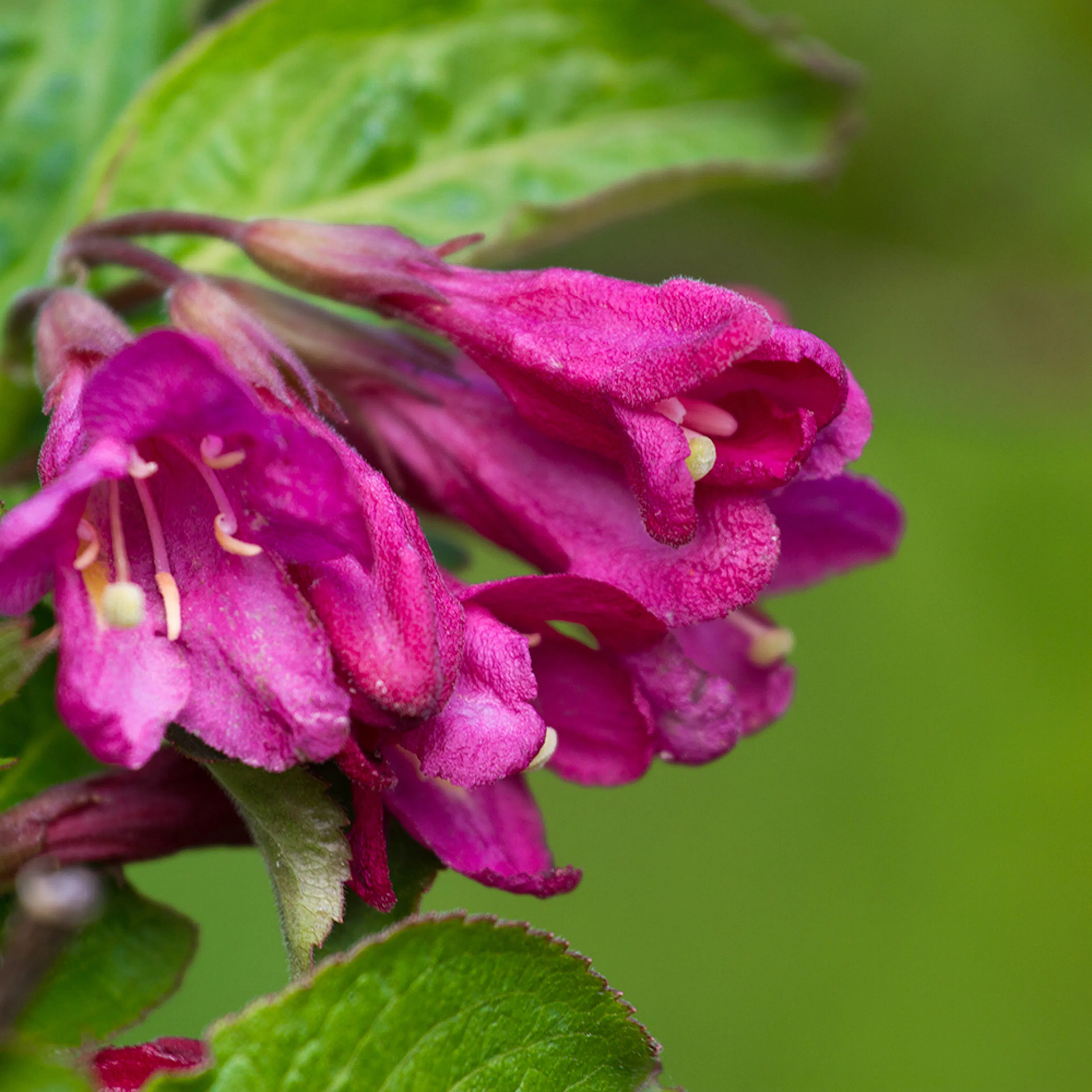 Planta Perenn Omnia Garden Rosenprakttry Korea E