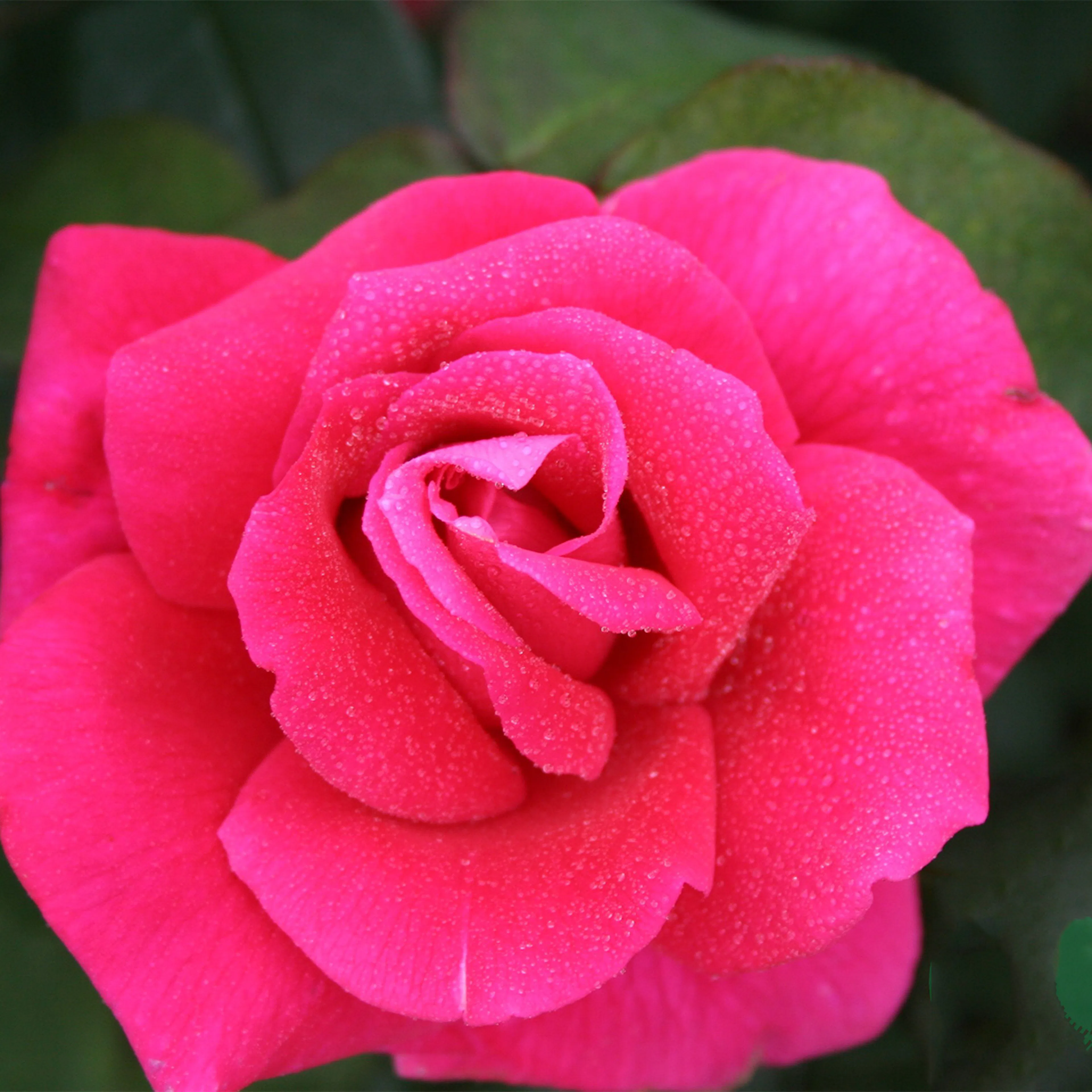 Rosa "Hanne", 1-pack 1-pack