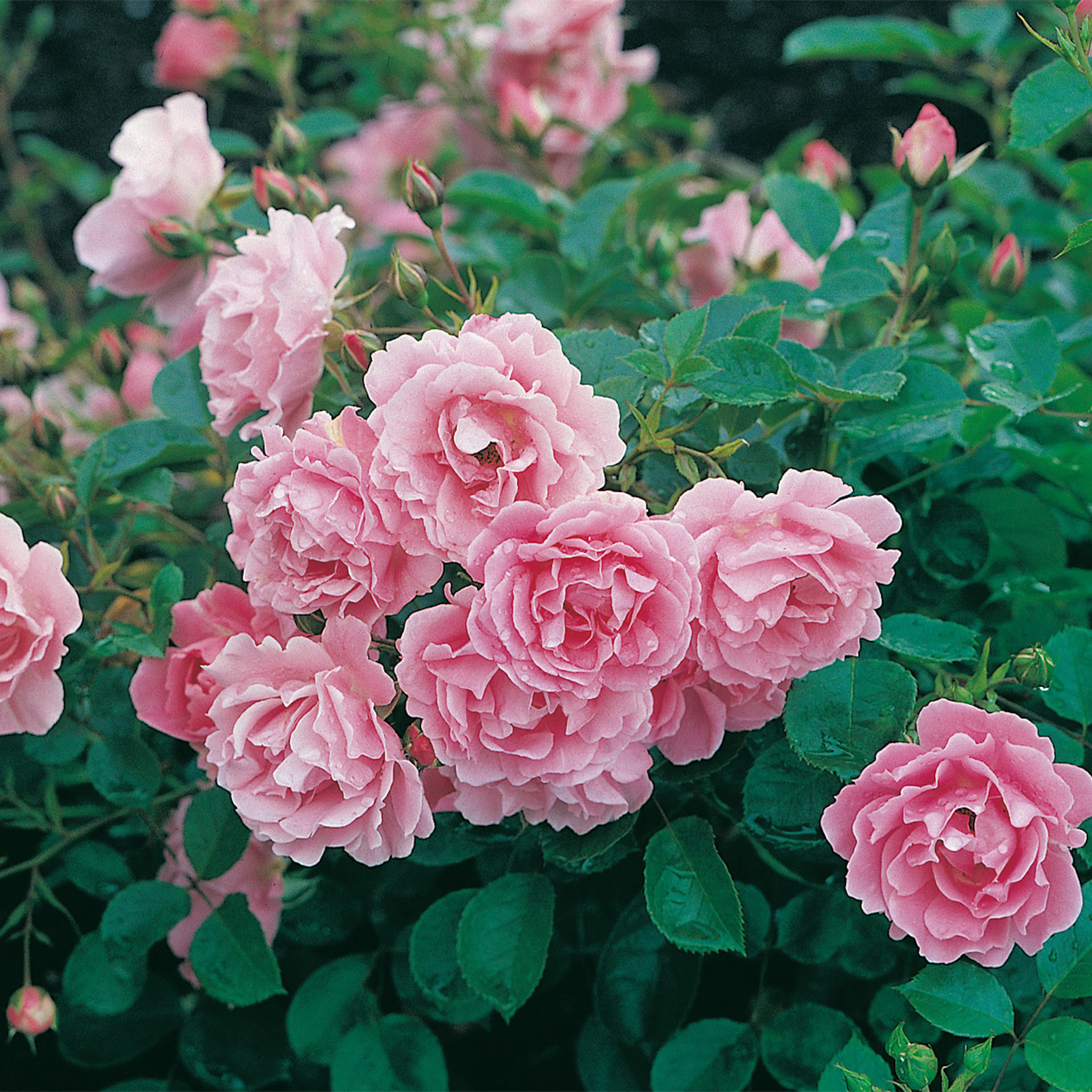 Rosa "Sommerwind", 10-pack 10-pack