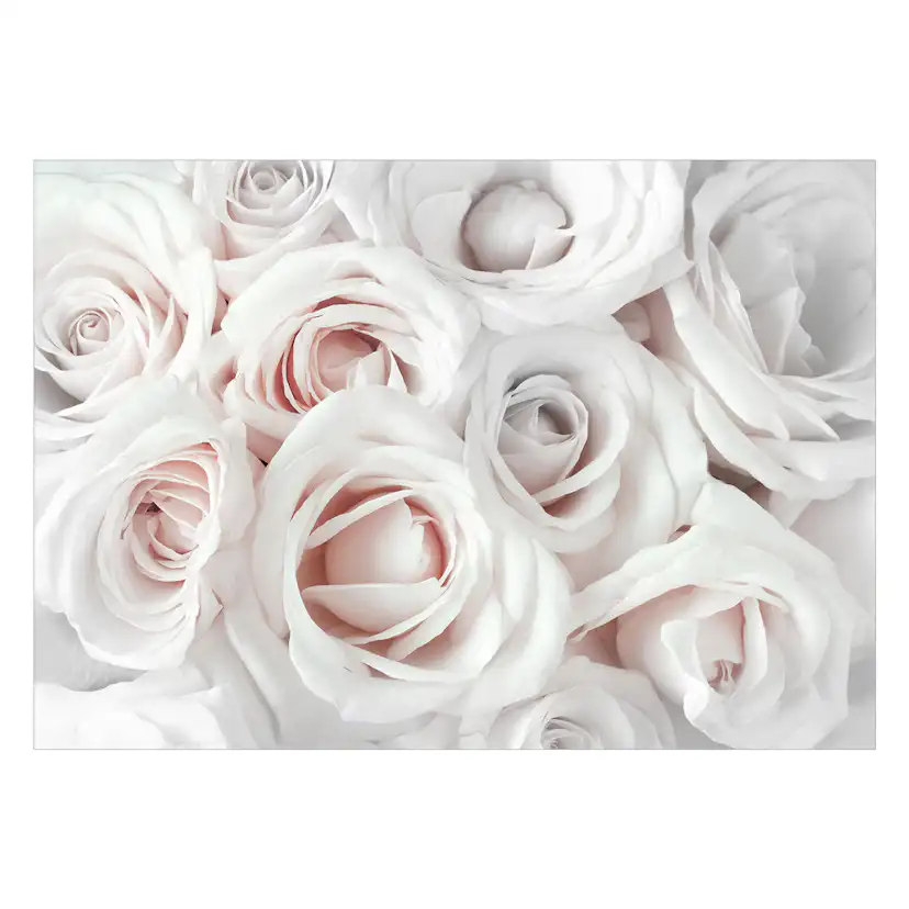 Fototapet Arkiio Satin Rose Rosa