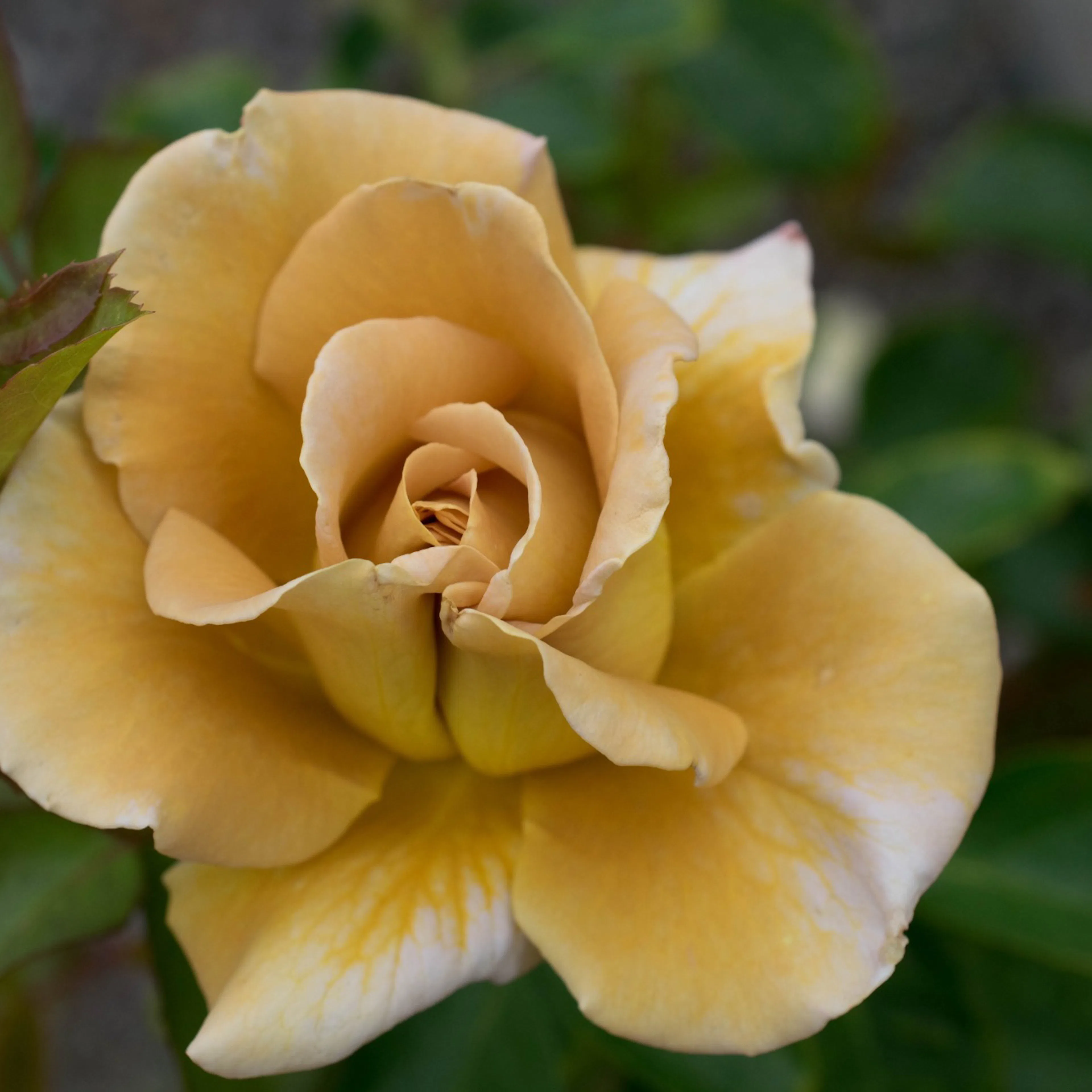Rosa Honey Dijon, 1-pack 1-Pack