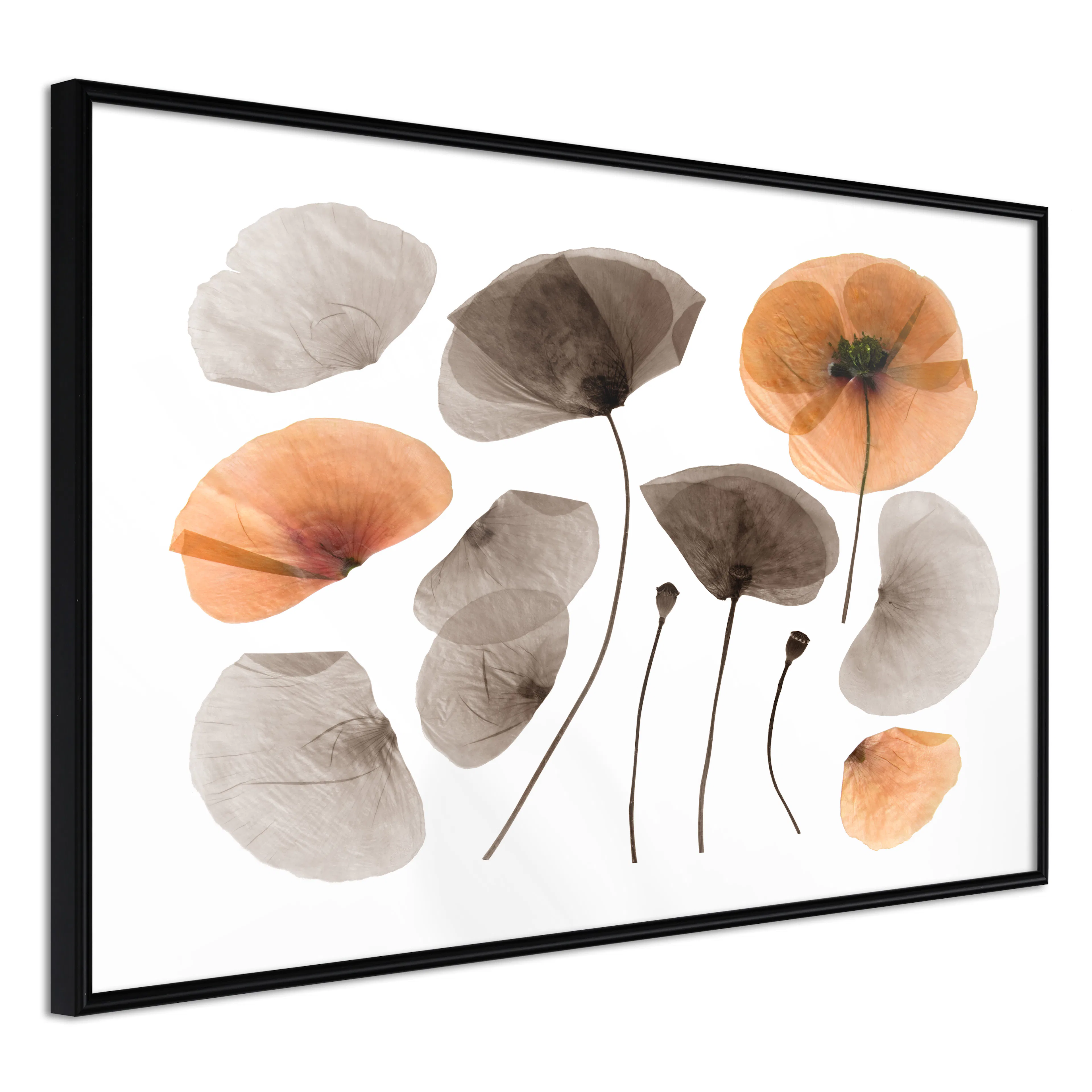 Affisch - Meadow Herbarium [Poster] 60x40 Svart ram, 60x40 cm