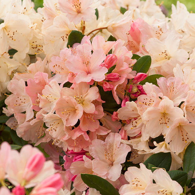 Rhododendron Omnia Garden Percy Wiseman 25-30 cm
