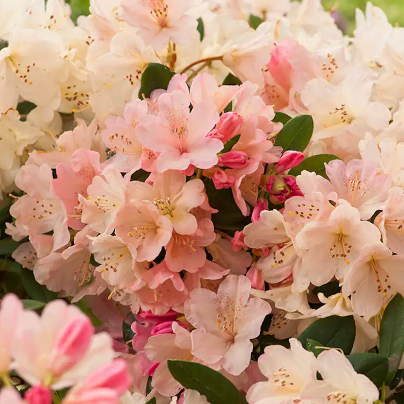 Rhododendron Omnia Garden Percy Wiseman 25-30 cm