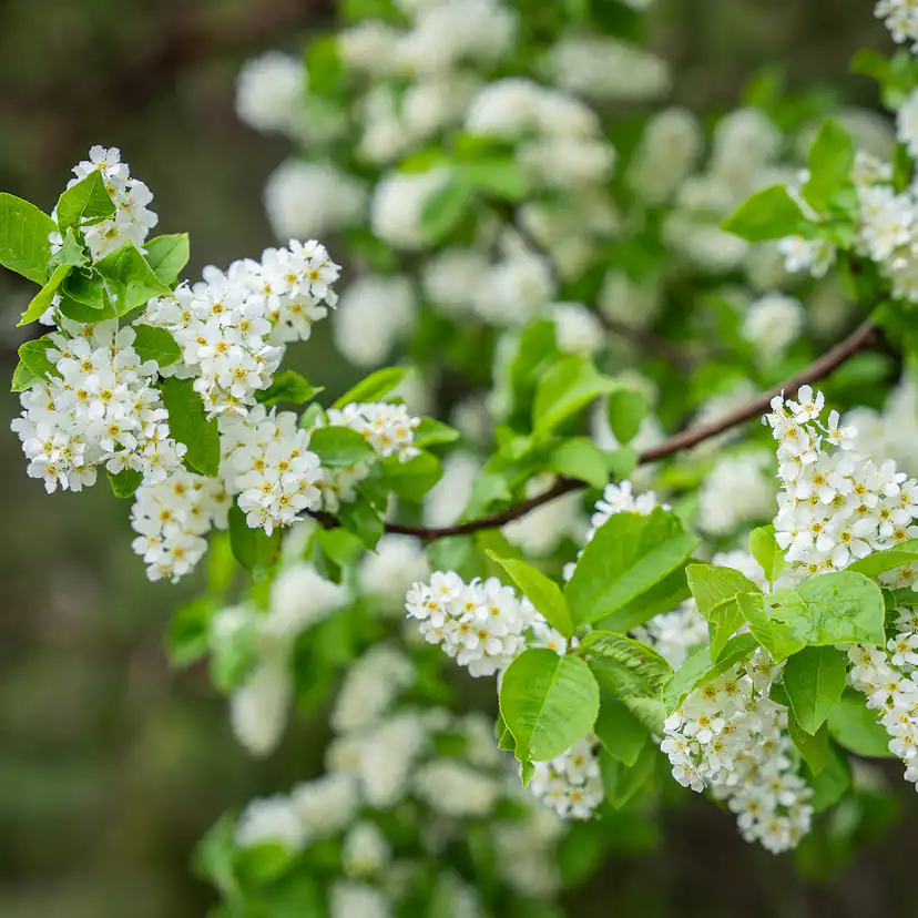 Prydnadsbuske Hägg Omnia Garden 100-125cm
