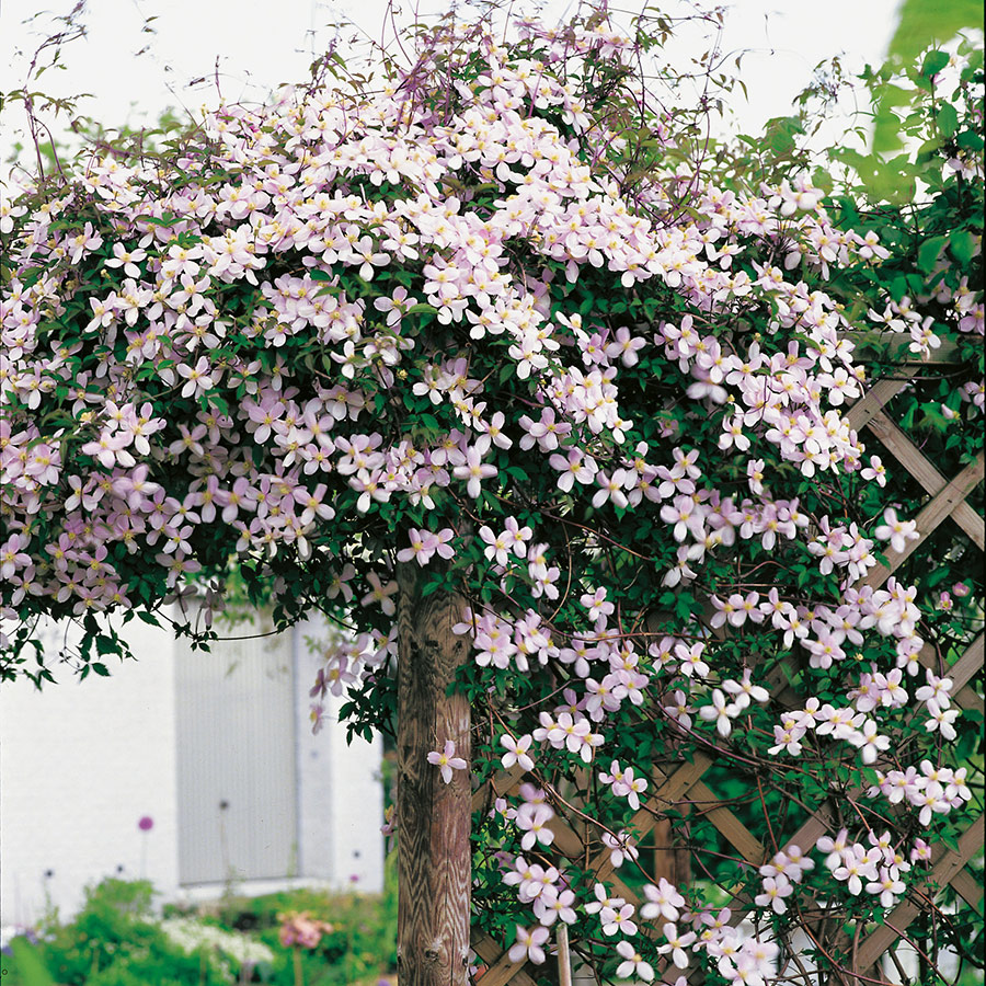 Klätterväxt Röd Bergklematis Omnia Garden 40-60 cm