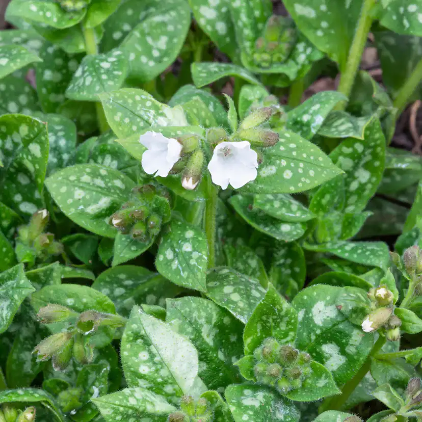 Perenn Omnia Garden Fläckig Lungört Sissinghurst White