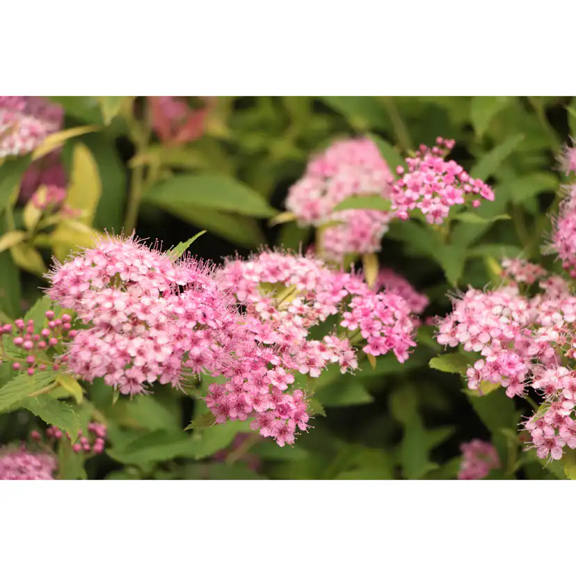 Planta Dvärgpraktspirea Omnia Garden 10-20cm, Krukodlade