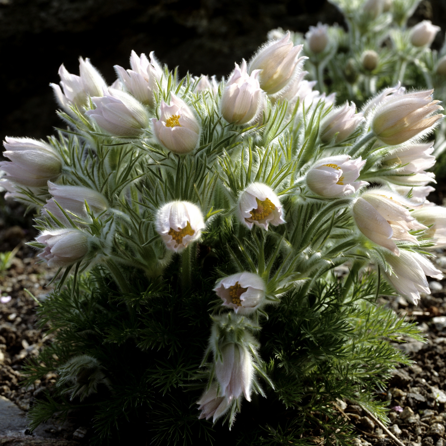 Planta Backsippa Omnia Garden Alba