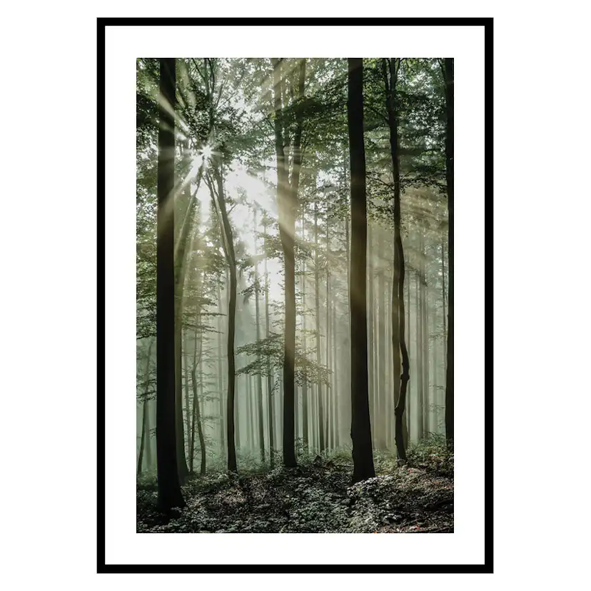Poster Gallerix Light Through Trees