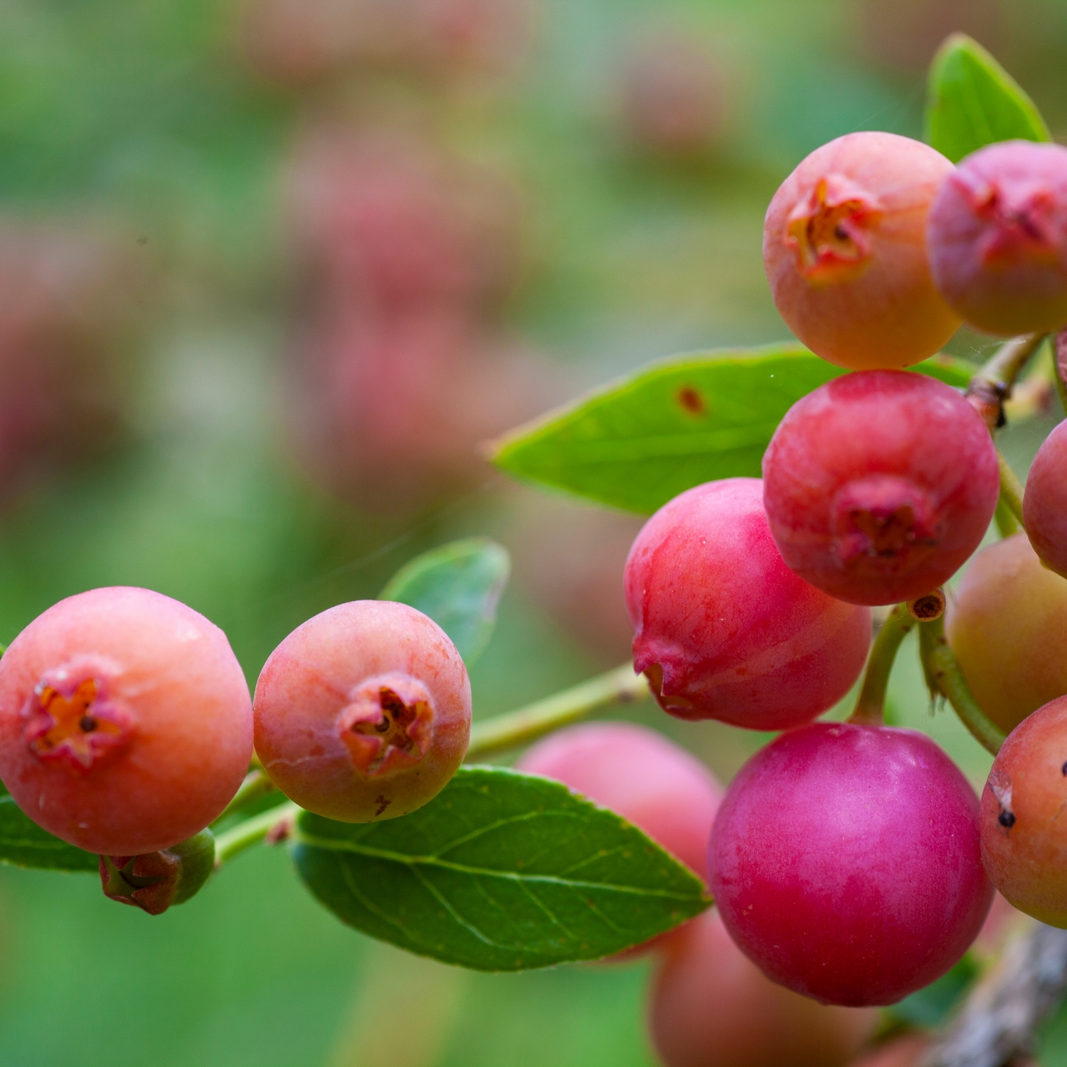 Planta Amerikanskt Blåbär Omnia Garden Pink Lemonade
