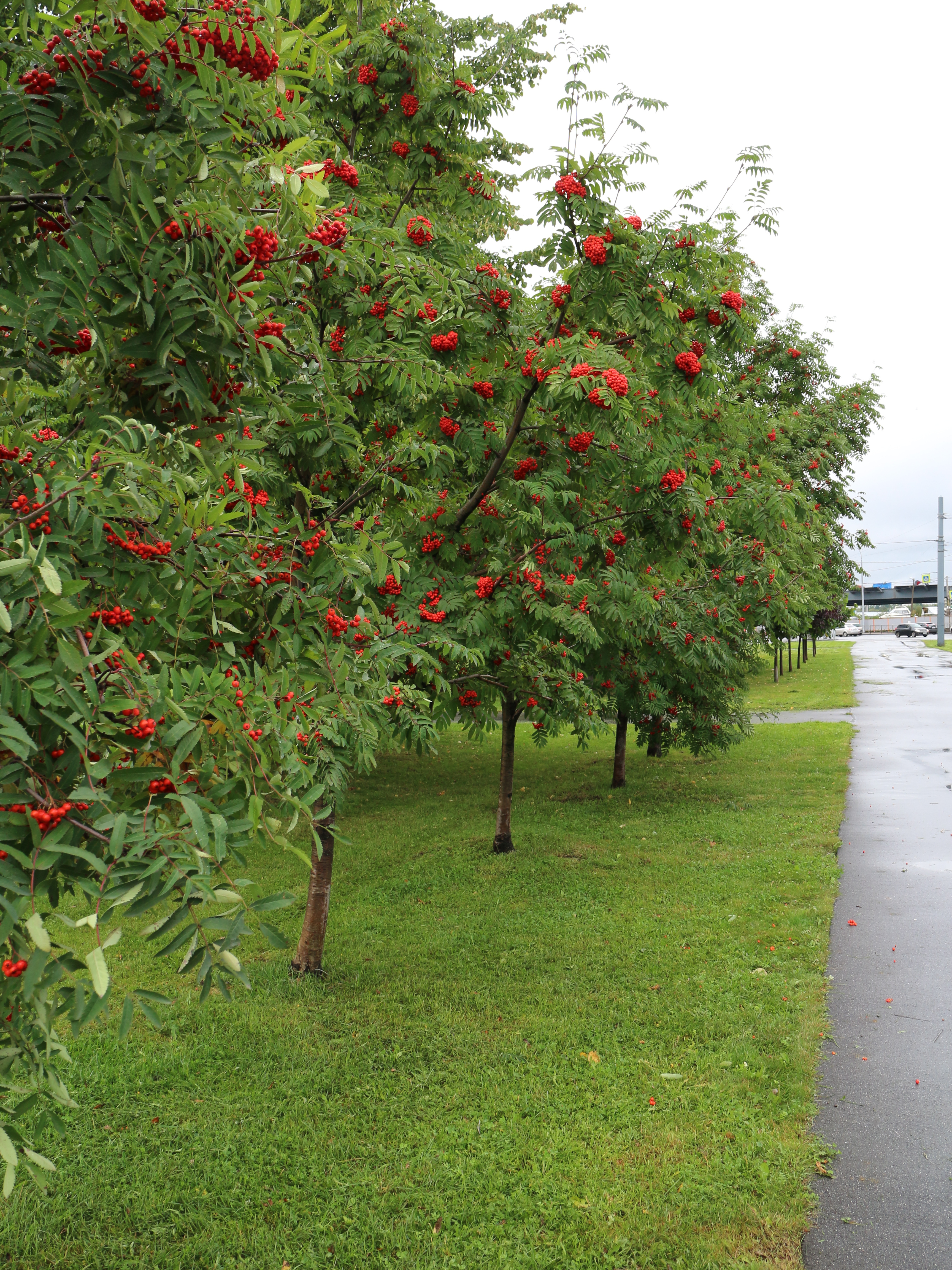 Prydnadsträd Omnia Garden Rönn