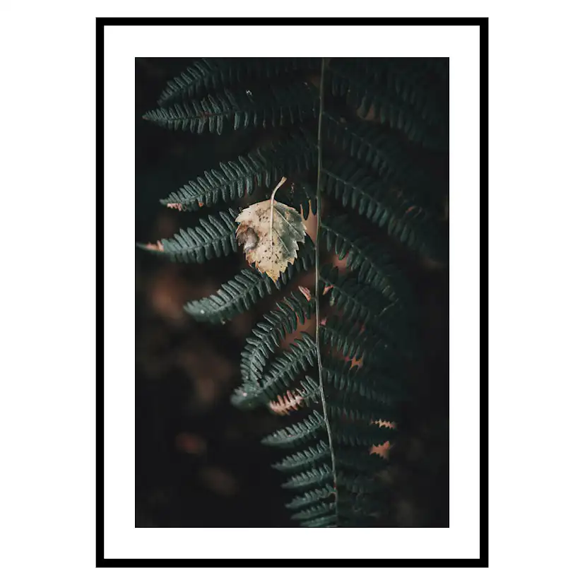 Poster Gallerix Fern No1