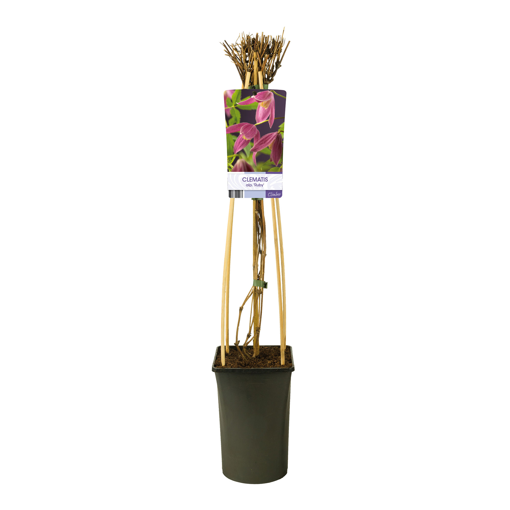 Klätterväxt Purpurröd Alpklematis Omnia Garden 40-60 cm