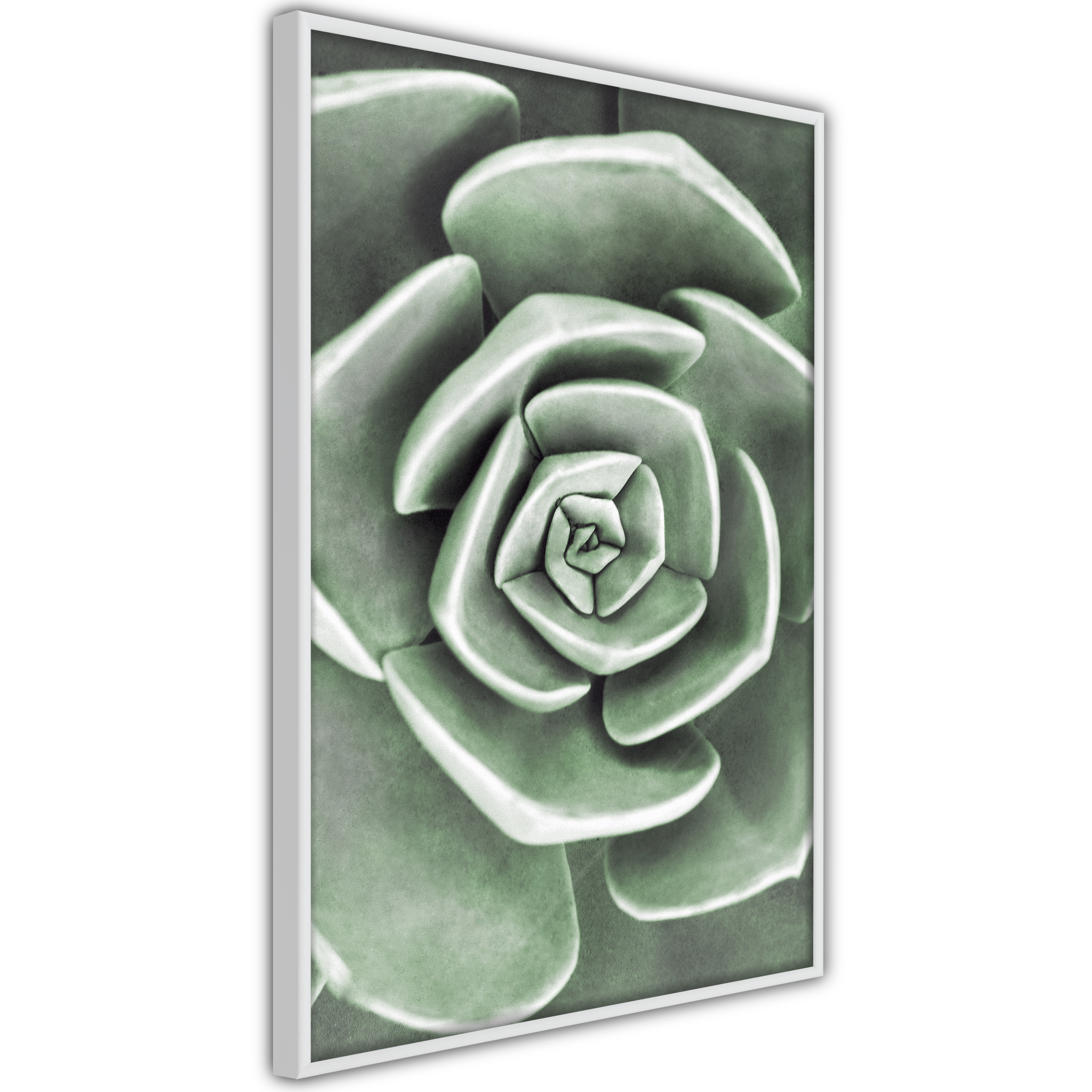 Poster Artgeist Affisch Beautiful Succulent