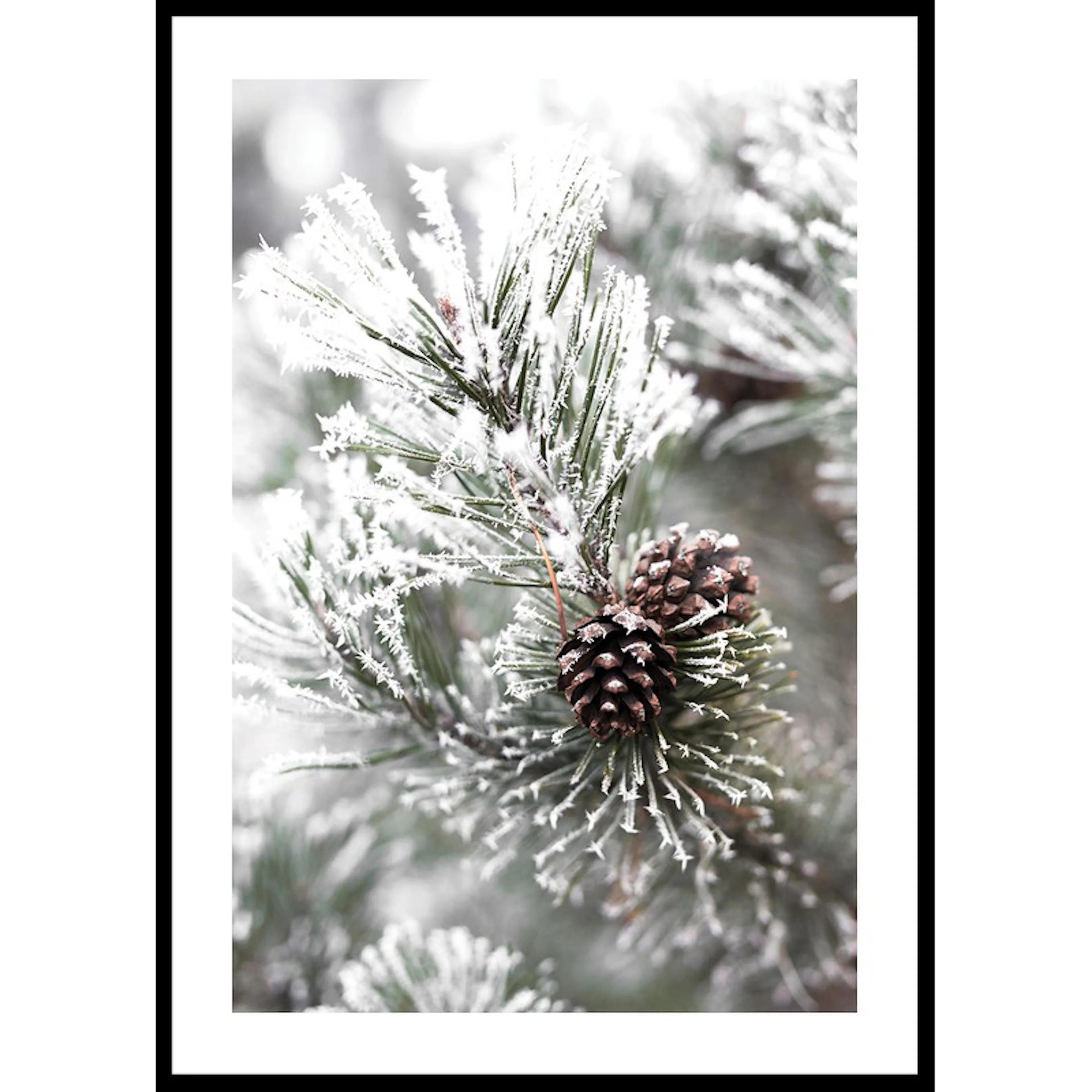Snowy Fir Branch 70x100 70x100 cm