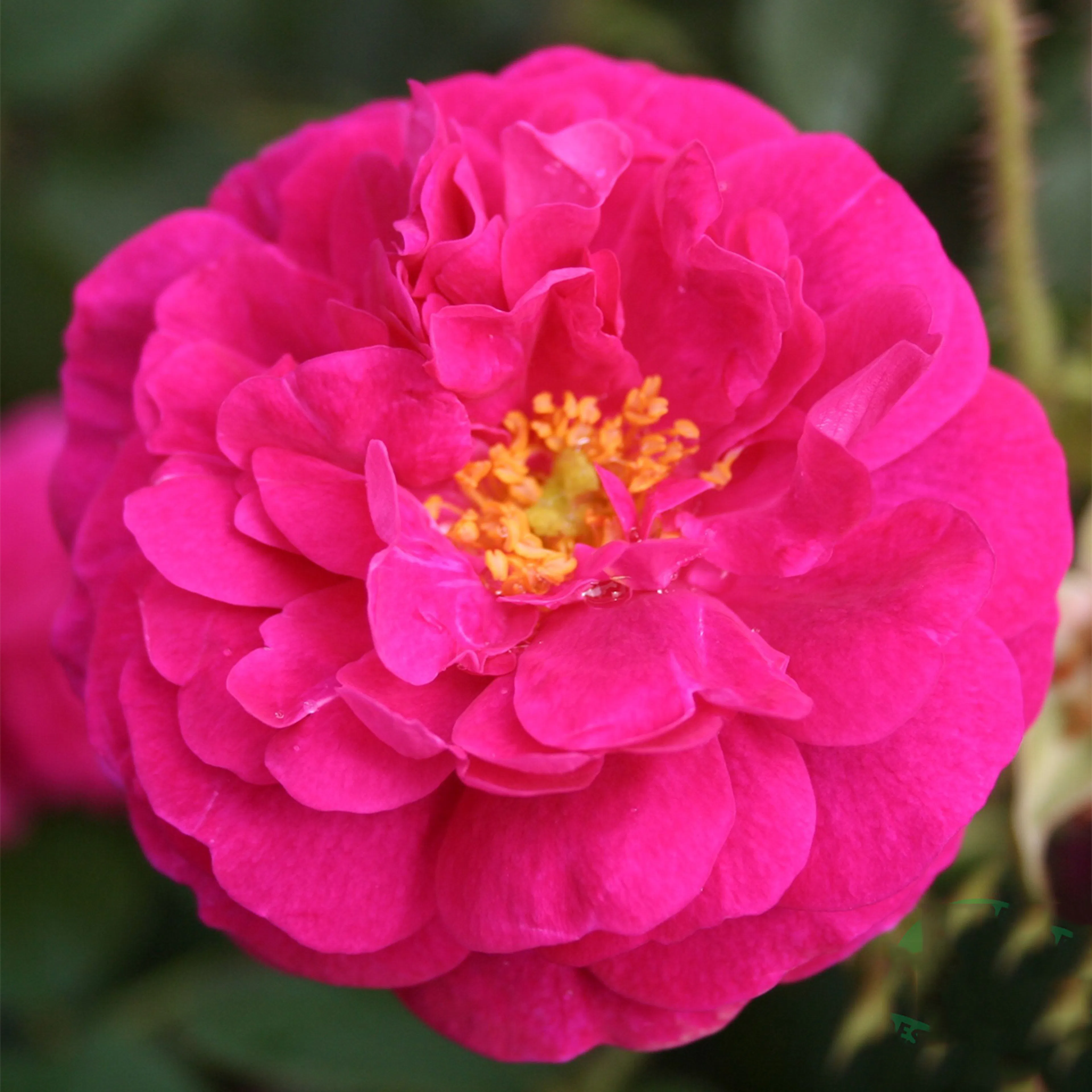Rosa "Henri Martin", 10-pack 10-pack