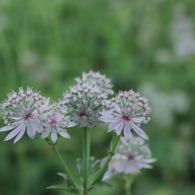 Perenn Omnia Garden Perennpaket Pollinatörernas Favorit