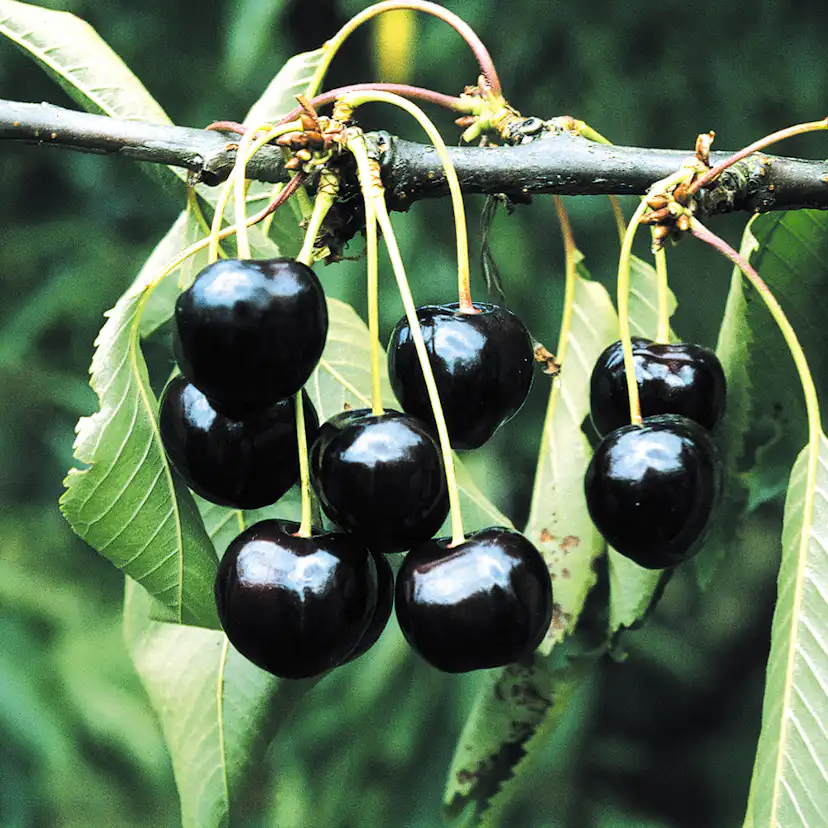 Sötkörsbärsträd Omnia Garden Stor Svart Bigarrå Grosse Schwarze Knorpelkirsche