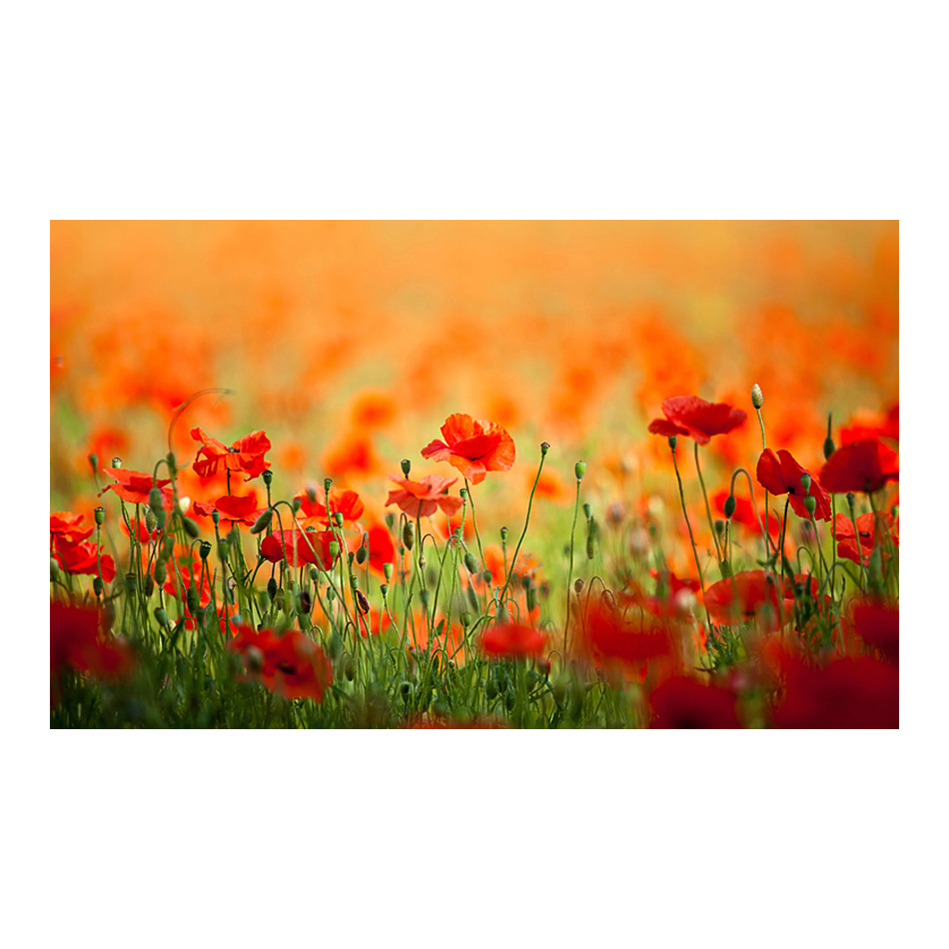 Fototapet Arkiio Vallmo i skinande sommardag 450x270 cm
