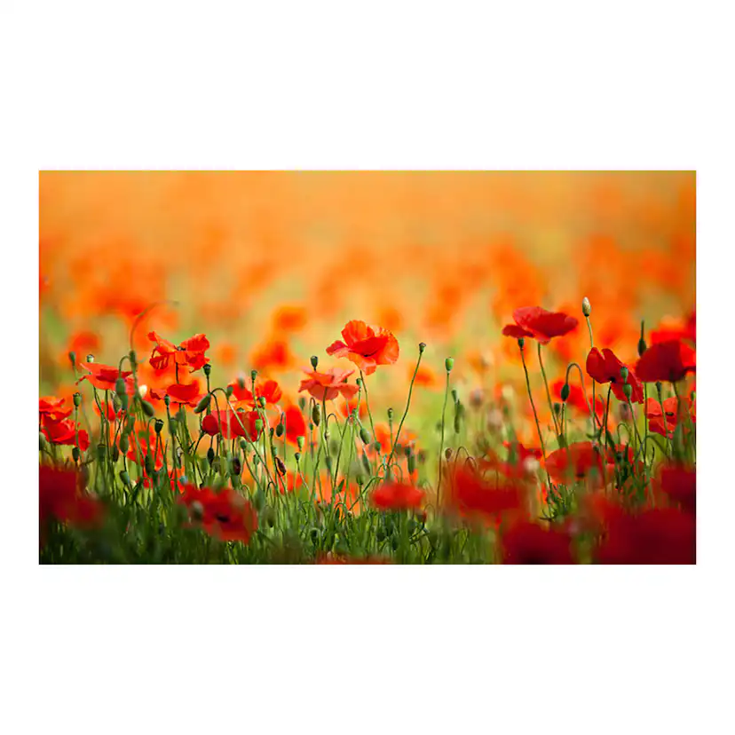 Fototapet Arkiio Vallmo i skinande sommardag 450x270 cm