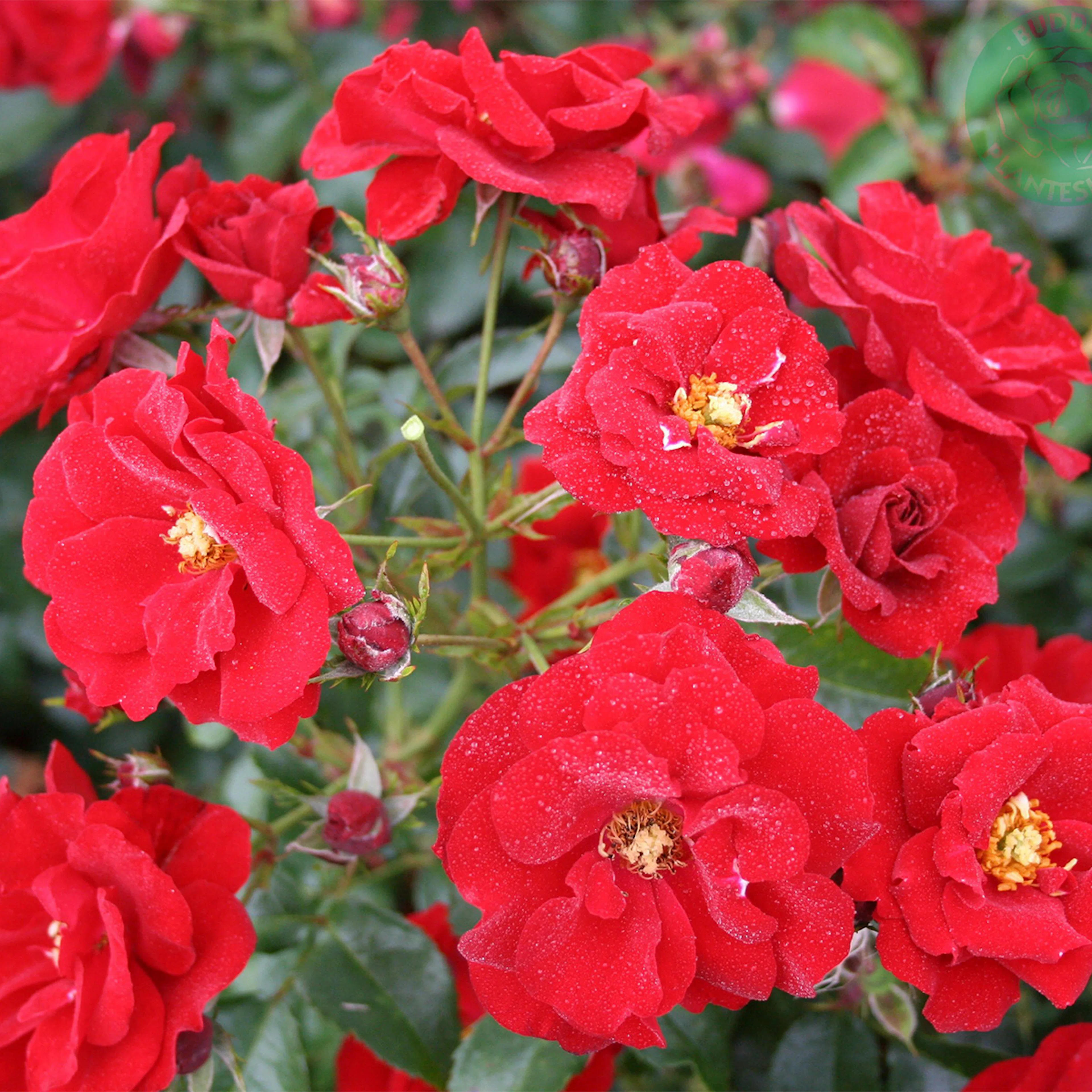 Rosa "Austriana", 10-pack 10-pack
