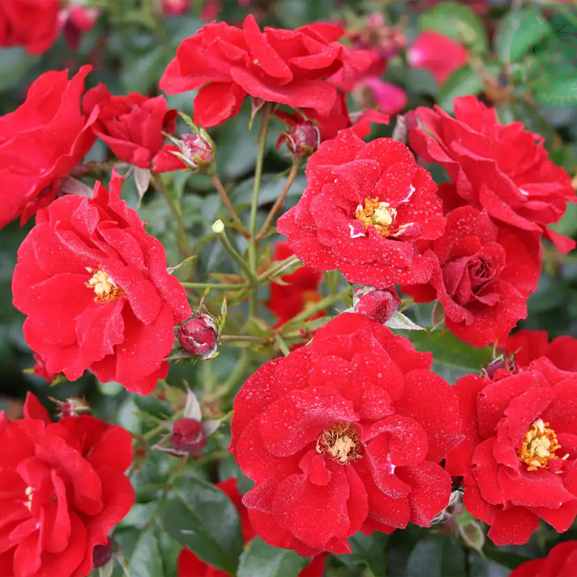 Marktäckande Ros Omnia Garden Austriana