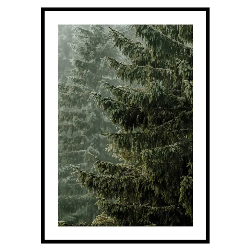 Poster Gallerix Spruce Trees