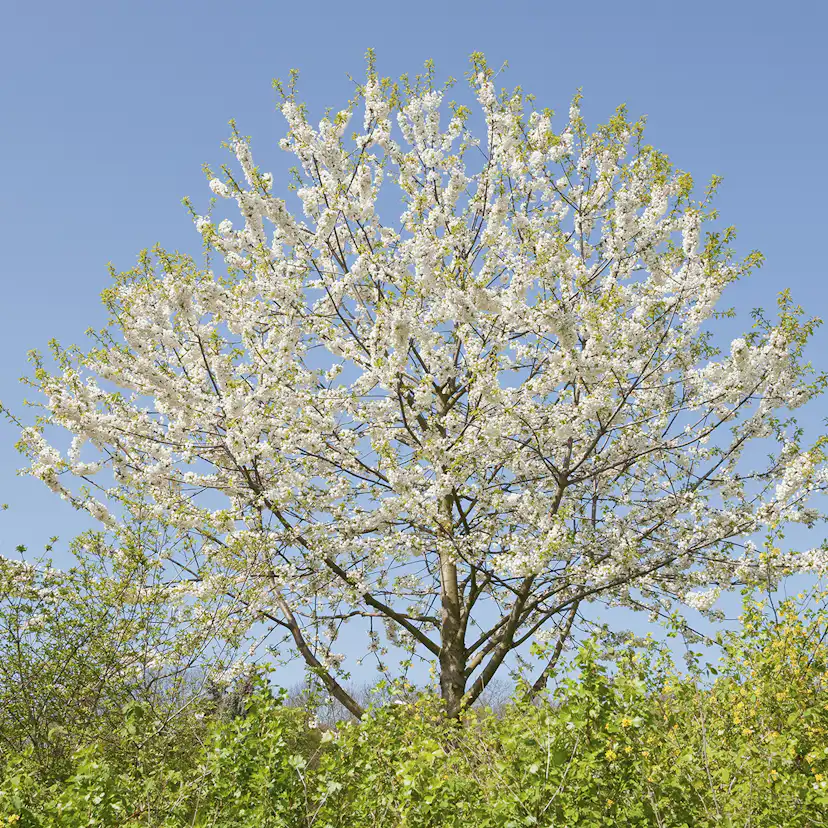 Högstamsträd Omnia Garden Sötkörsbär Fågelbär 300-400 cm