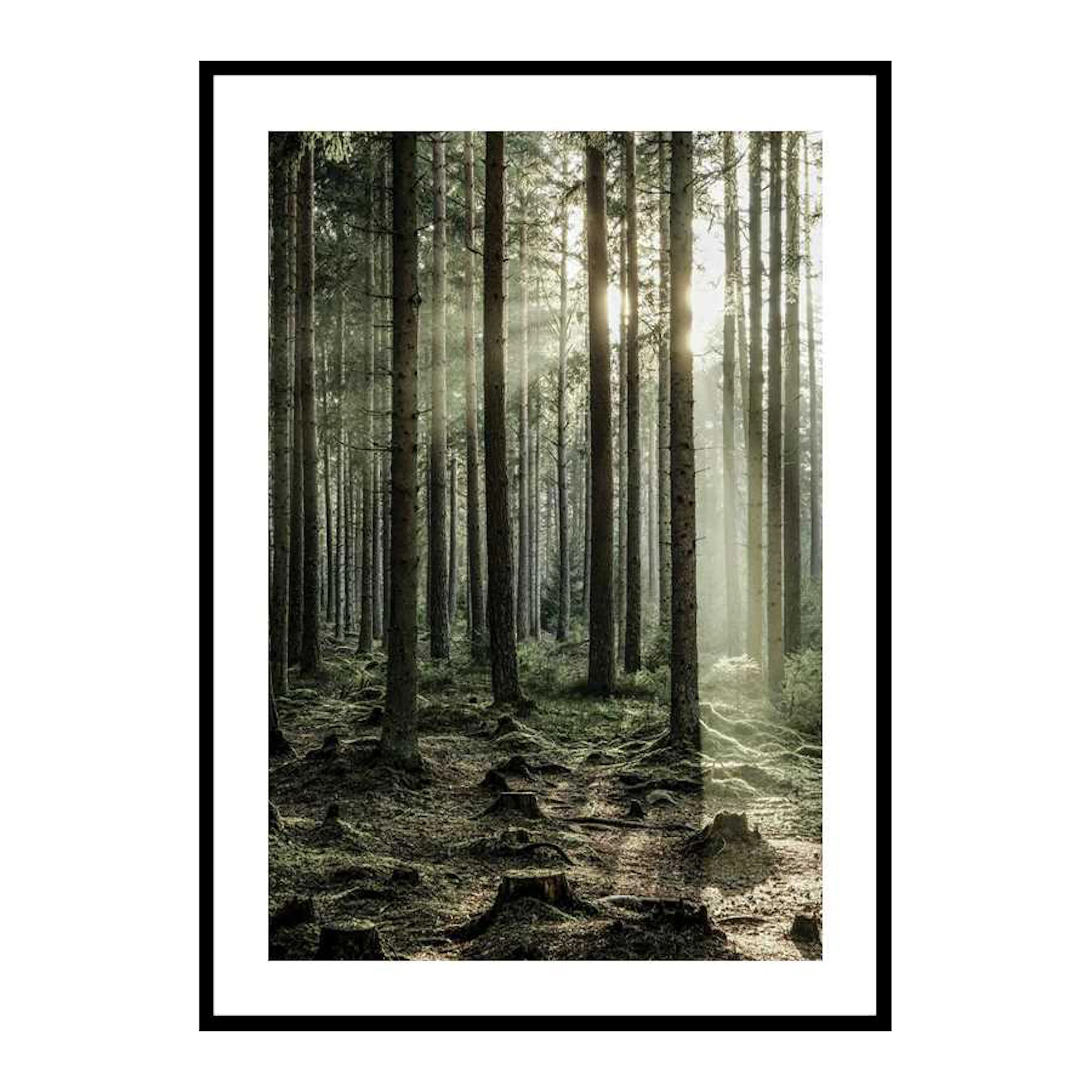 Poster Gallerix Sunbeam Forest