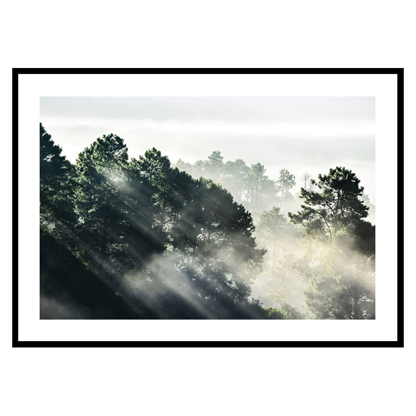 Poster Gallerix Sunlight Forest