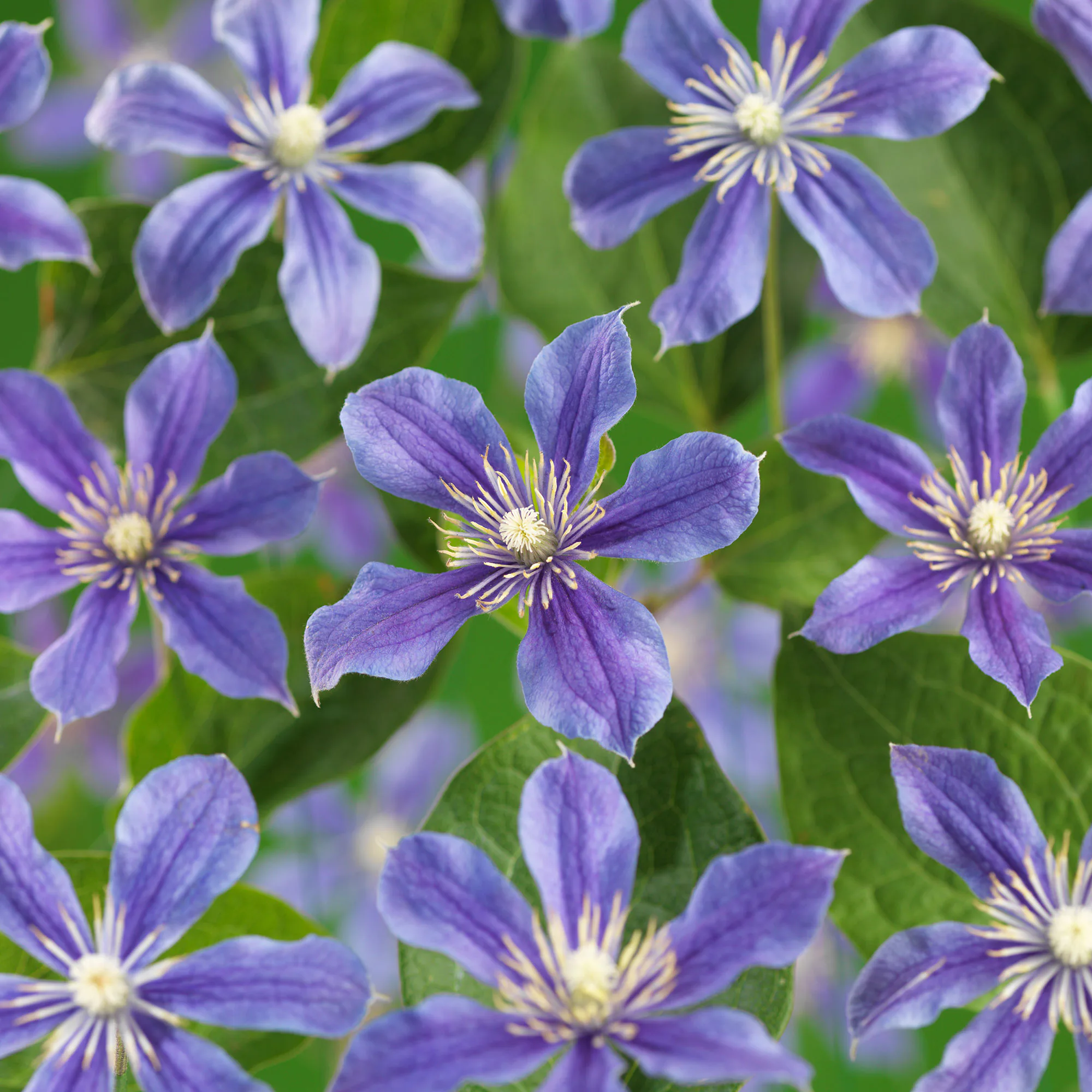 Klätterväxt Blåviolett Klematis Omnia Garden 40-60 cm